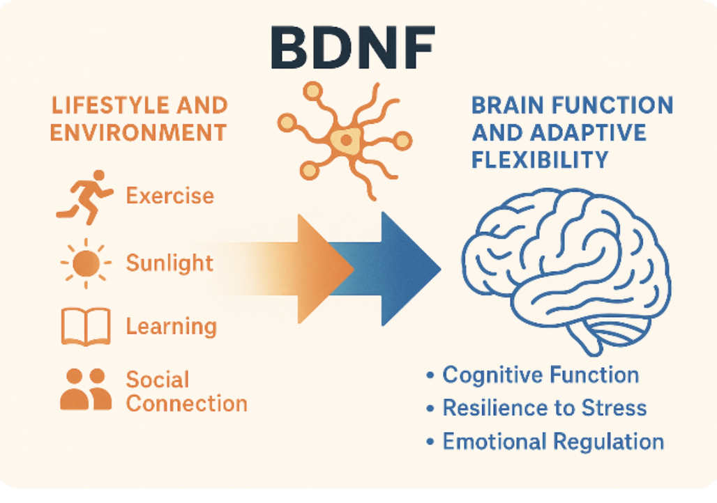 BDNF &amp; Adapting to Change