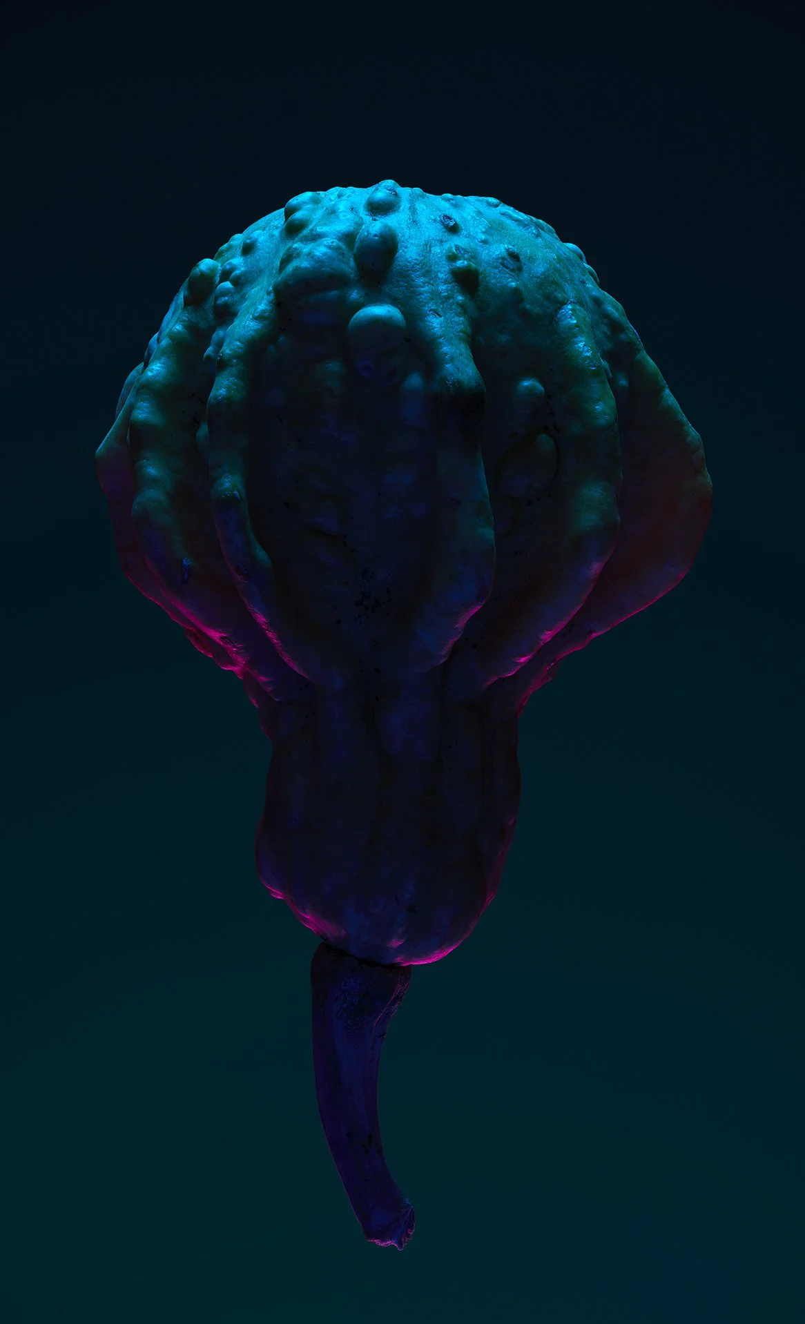 Gourds_231204_0130 1.jpg