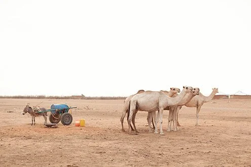 photograph of some camels and a donkey in ethiopian desert