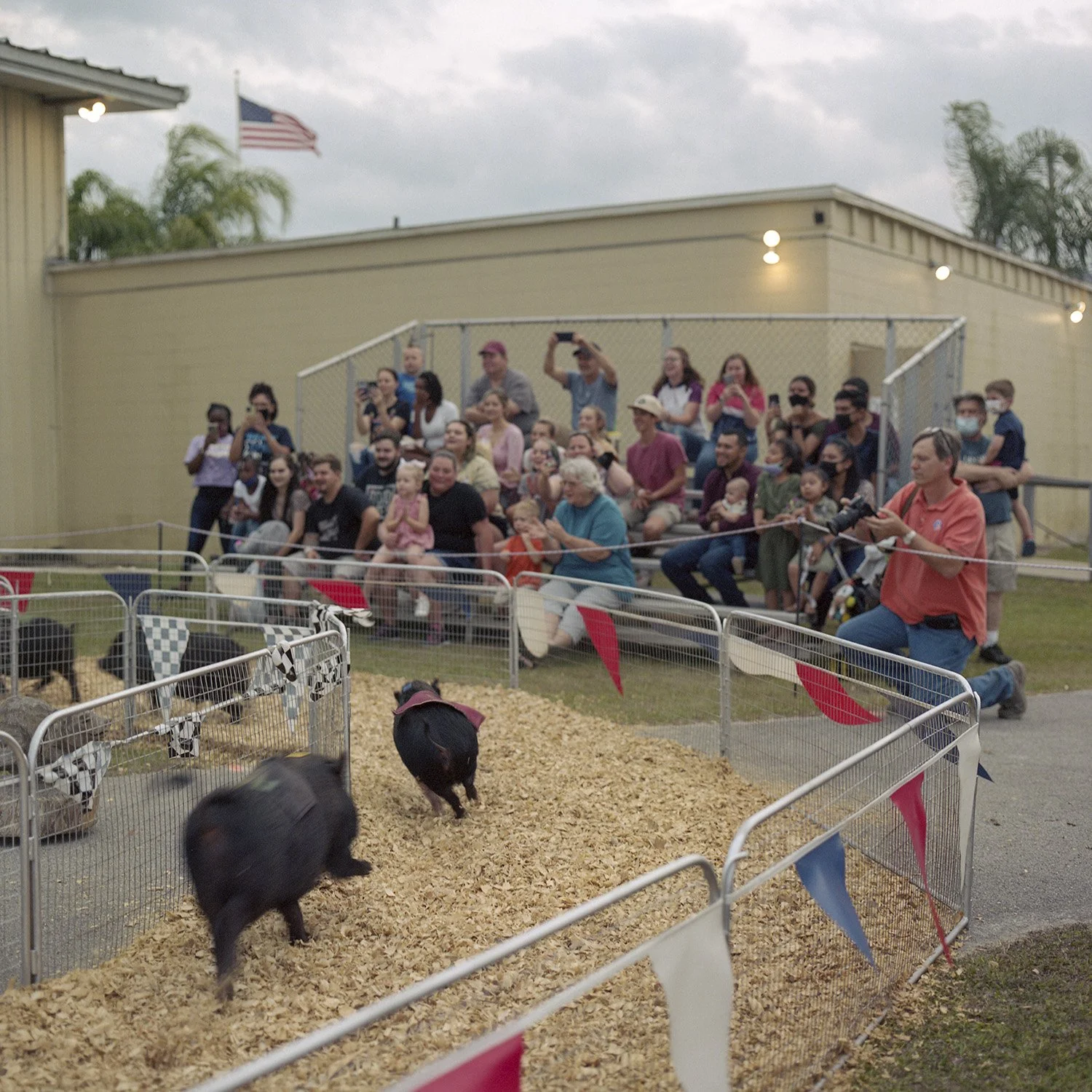 photograph of pig race at carnival