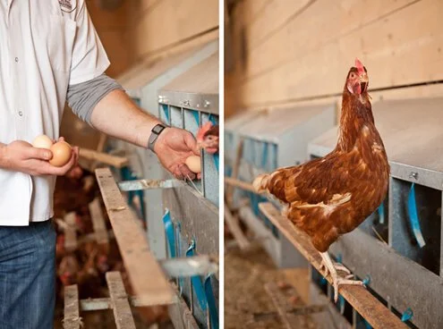 photograph of hand picking eggs and a chicken