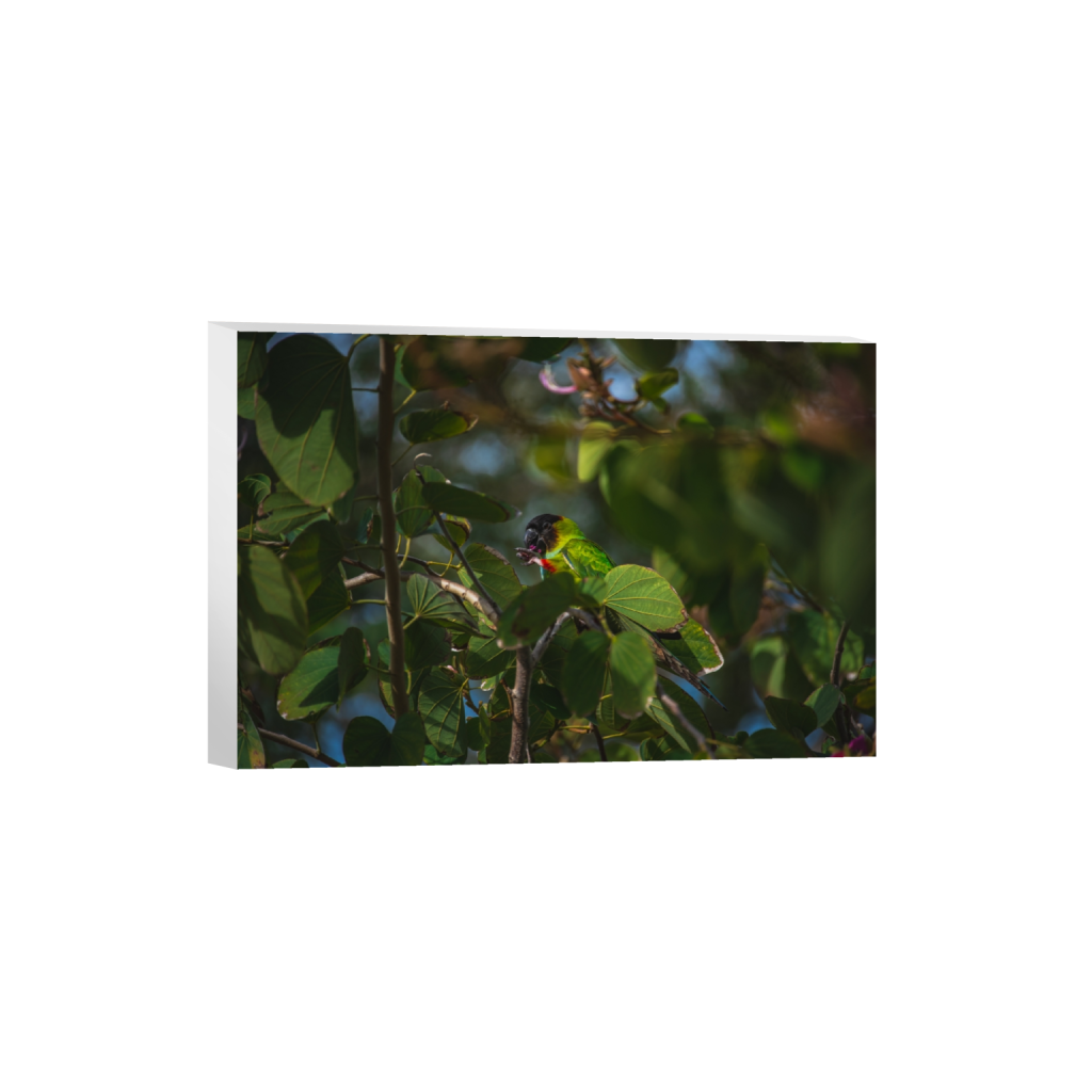 canvas_rectangle2_3_0_2_6016_4010_0.png