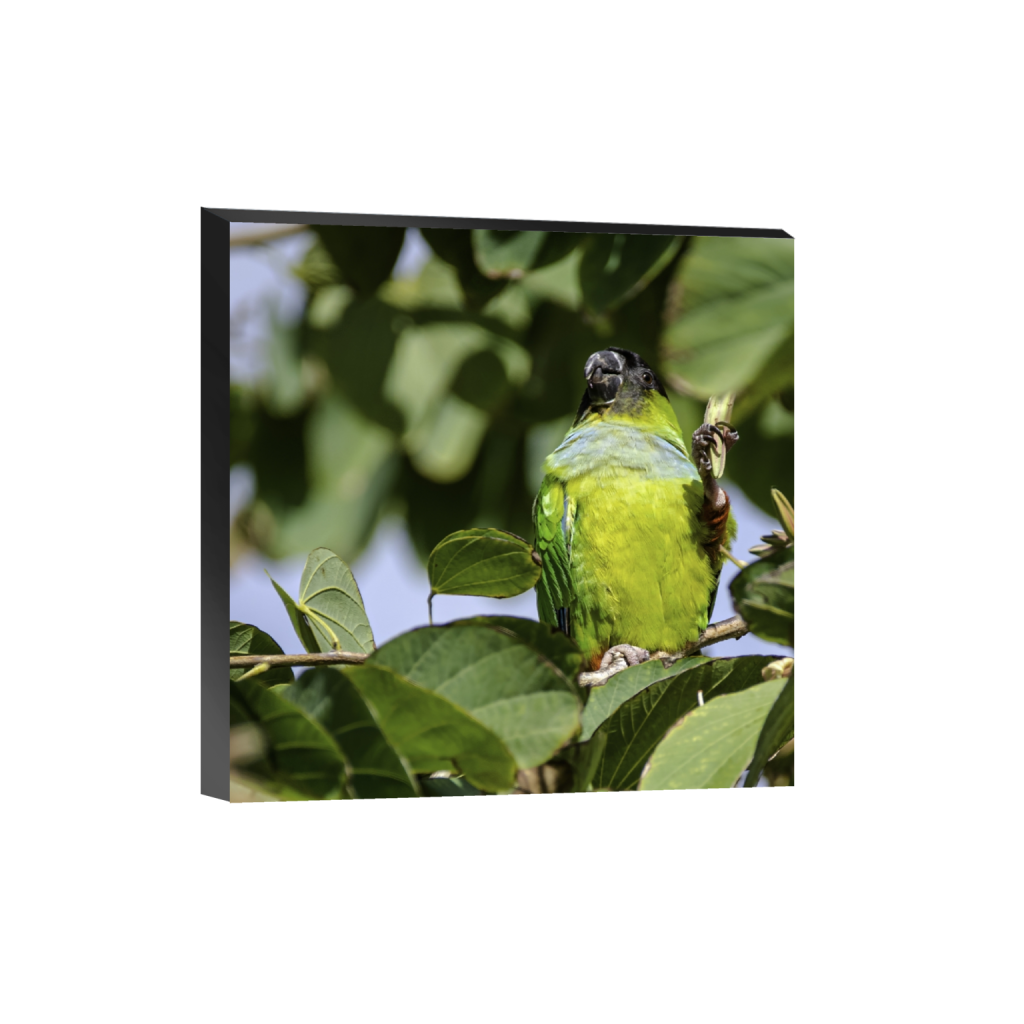 standout_square_653_0_2075_2075_0.png
