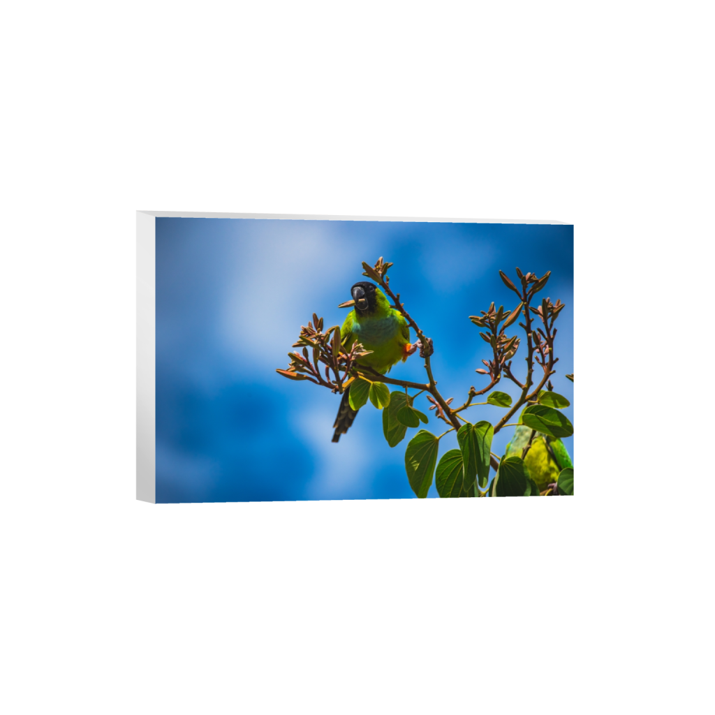 canvas_rectangle2_3_0_2_6016_4010_0.png