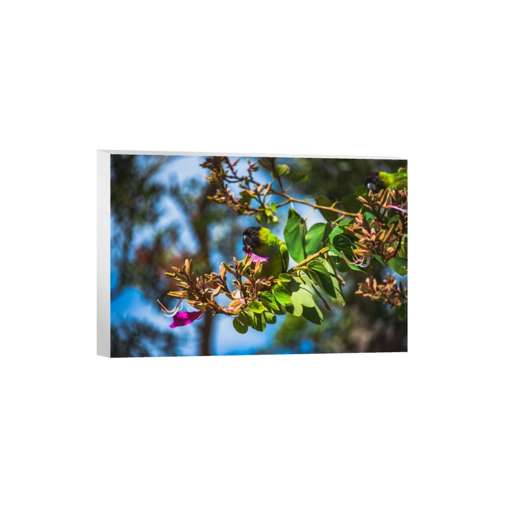 canvas_rectangle2_3_0_2_6016_4010_0.png