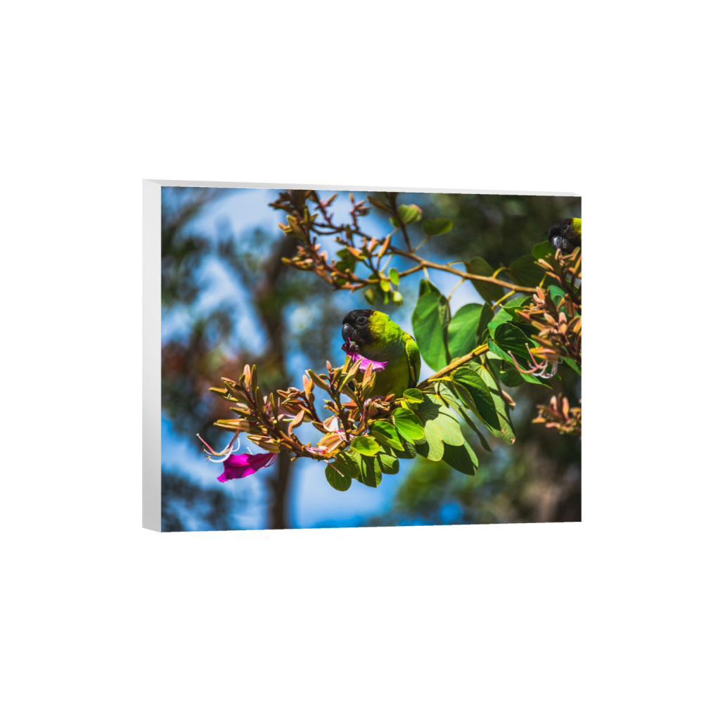 canvas_rectangle4_5_498_0_5020_4016_0.png