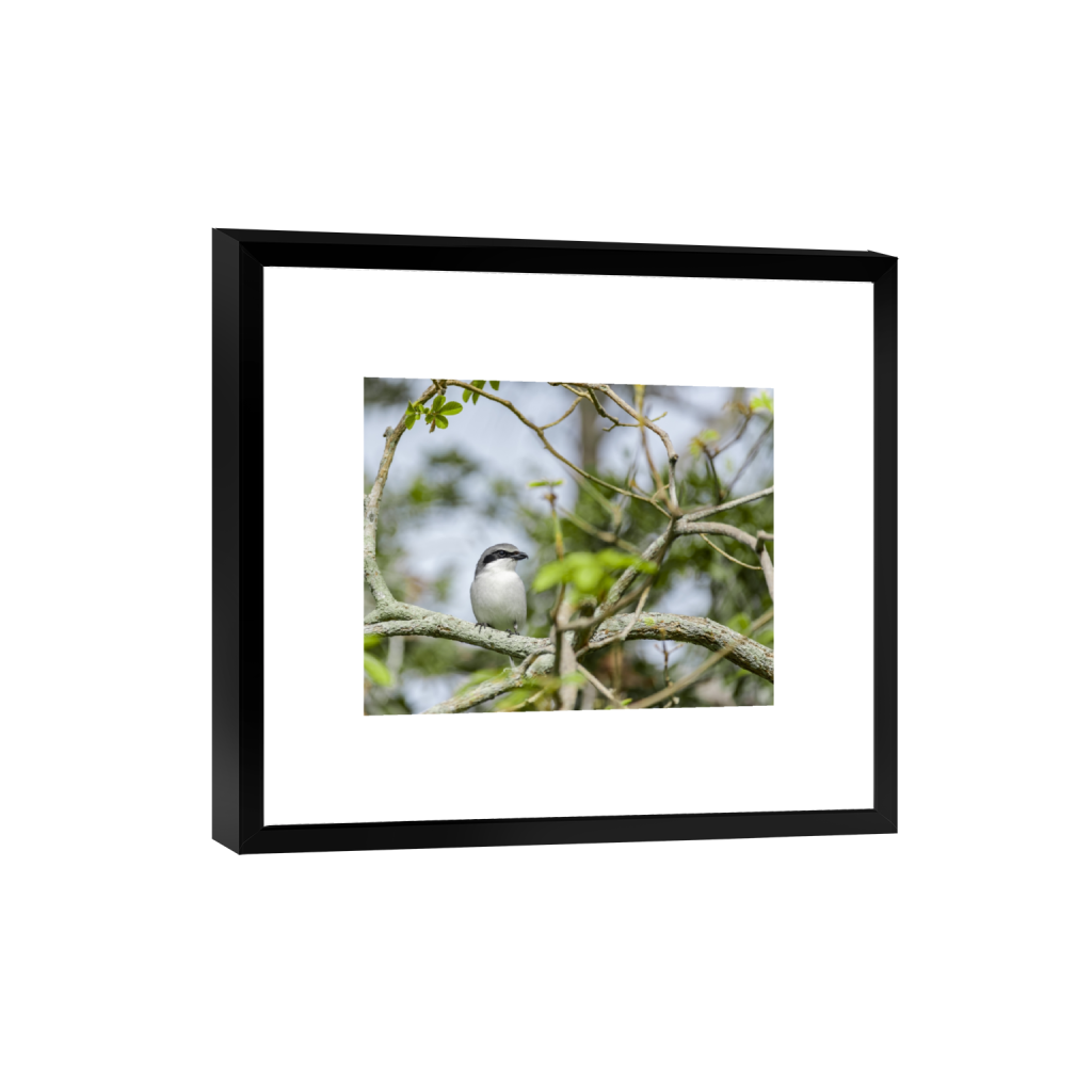 smartframe_rectangle4_5_144_0_4180_3344_0.png