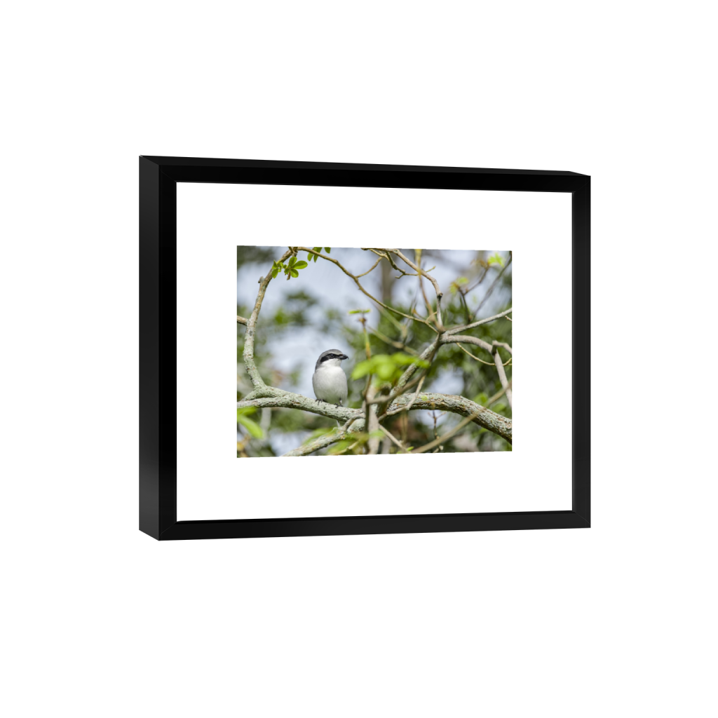 smartframe_rectangle3_4_5_0_4458_3344_0.png
