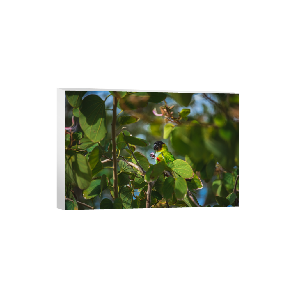 canvas_rectangle2_3_0_2_6016_4010_0.png