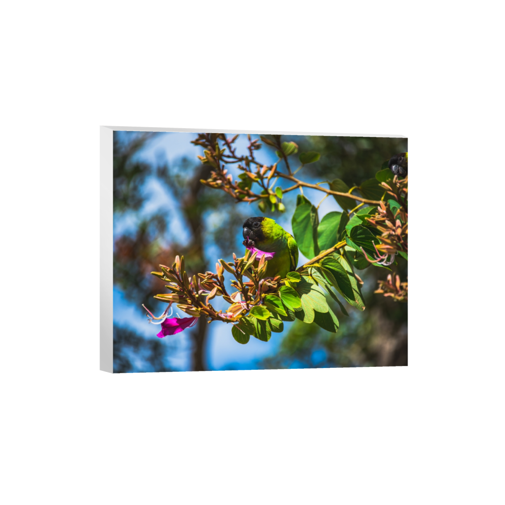 canvas_rectangle4_5_498_0_5020_4016_0.png
