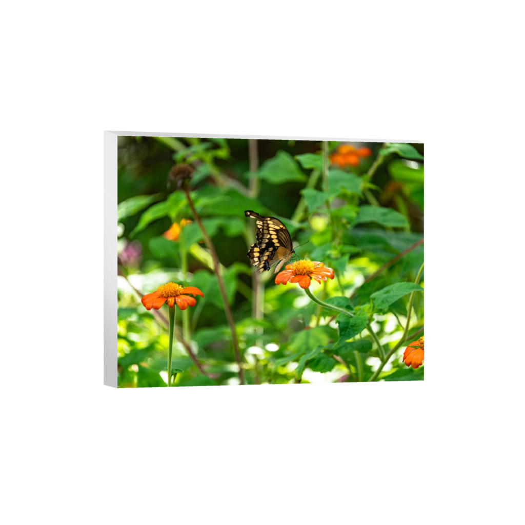 canvas_rectangle4_5_498_0_5020_4016_0.png