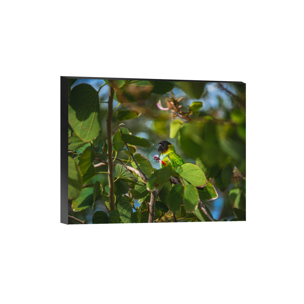 standout_rectangle4_5_498_0_5020_4016_0.png