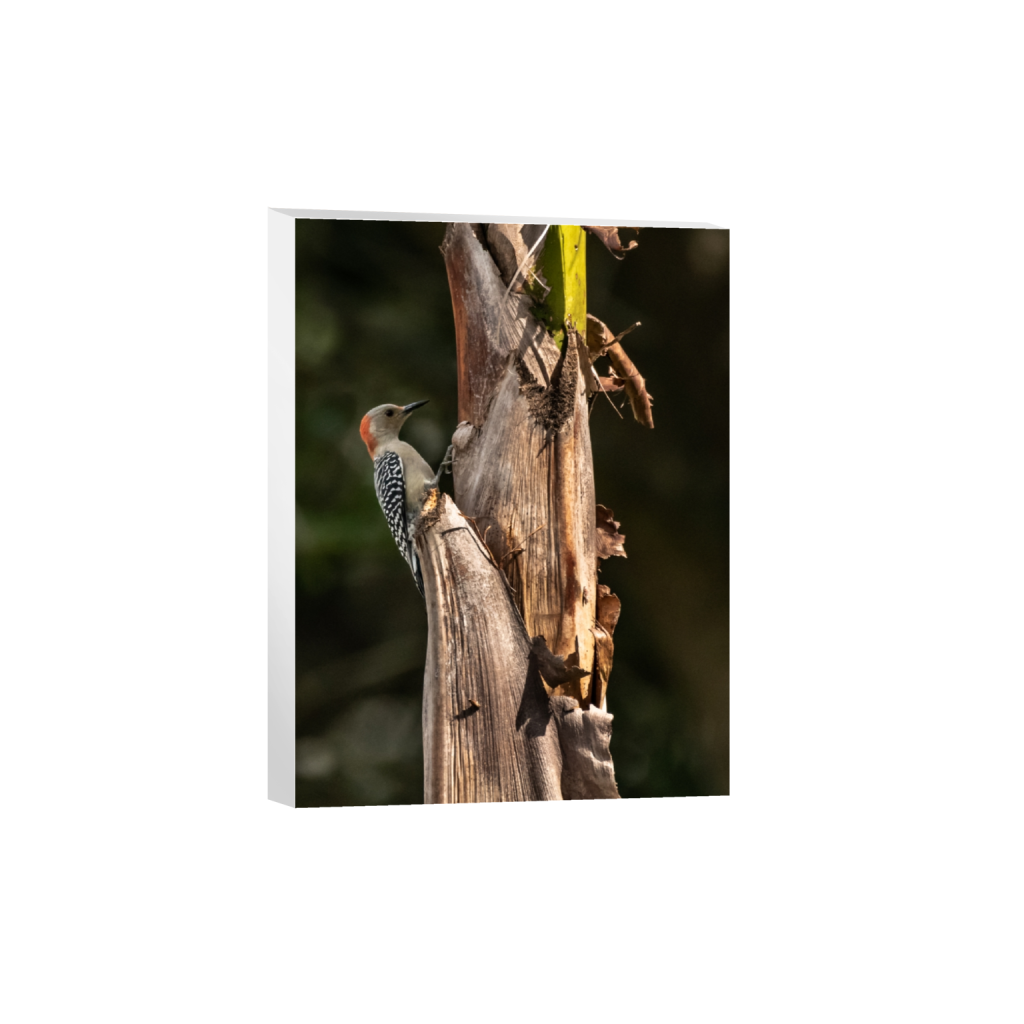 canvas_rectangle3_4_0_346_1926_2568_0.png
