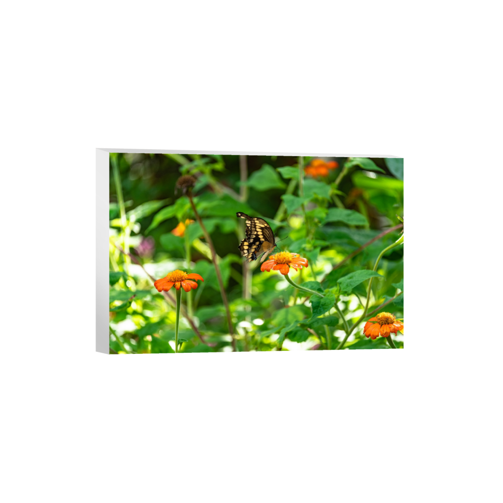 canvas_rectangle2_3_0_2_6016_4010_0.png