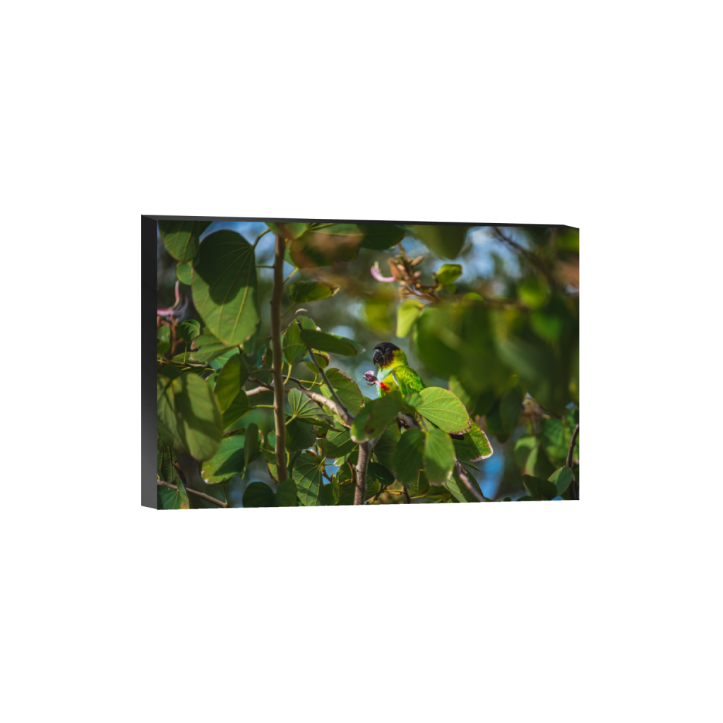 standout_rectangle2_3_0_2_6016_4010_0.png