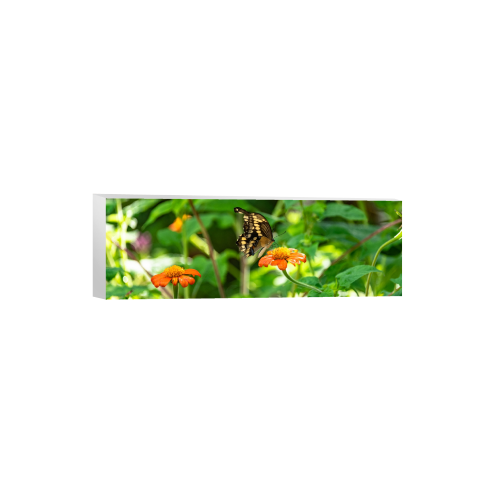 canvas_rectangle1_3_0_1005_6016_2005_0.png