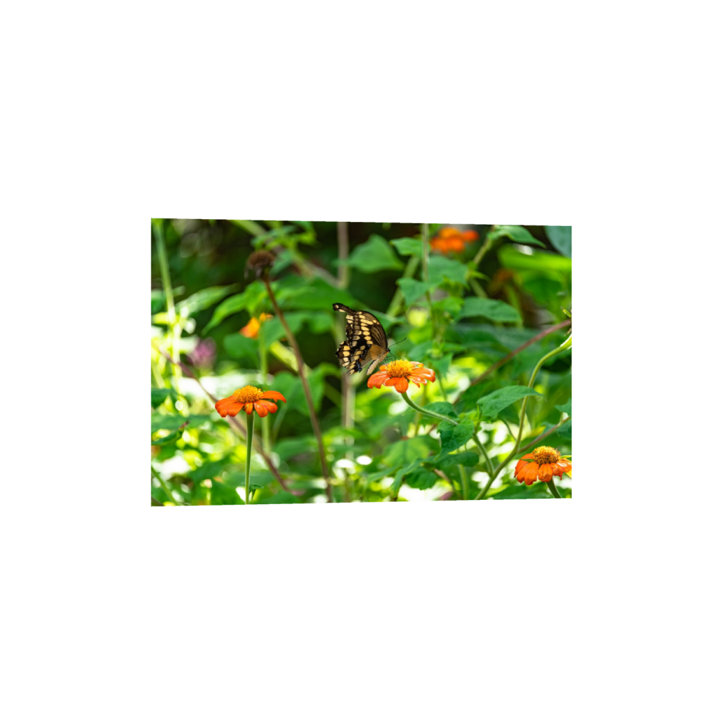 fineartprints_rectangle2_3_0_2_6016_4010_0.png