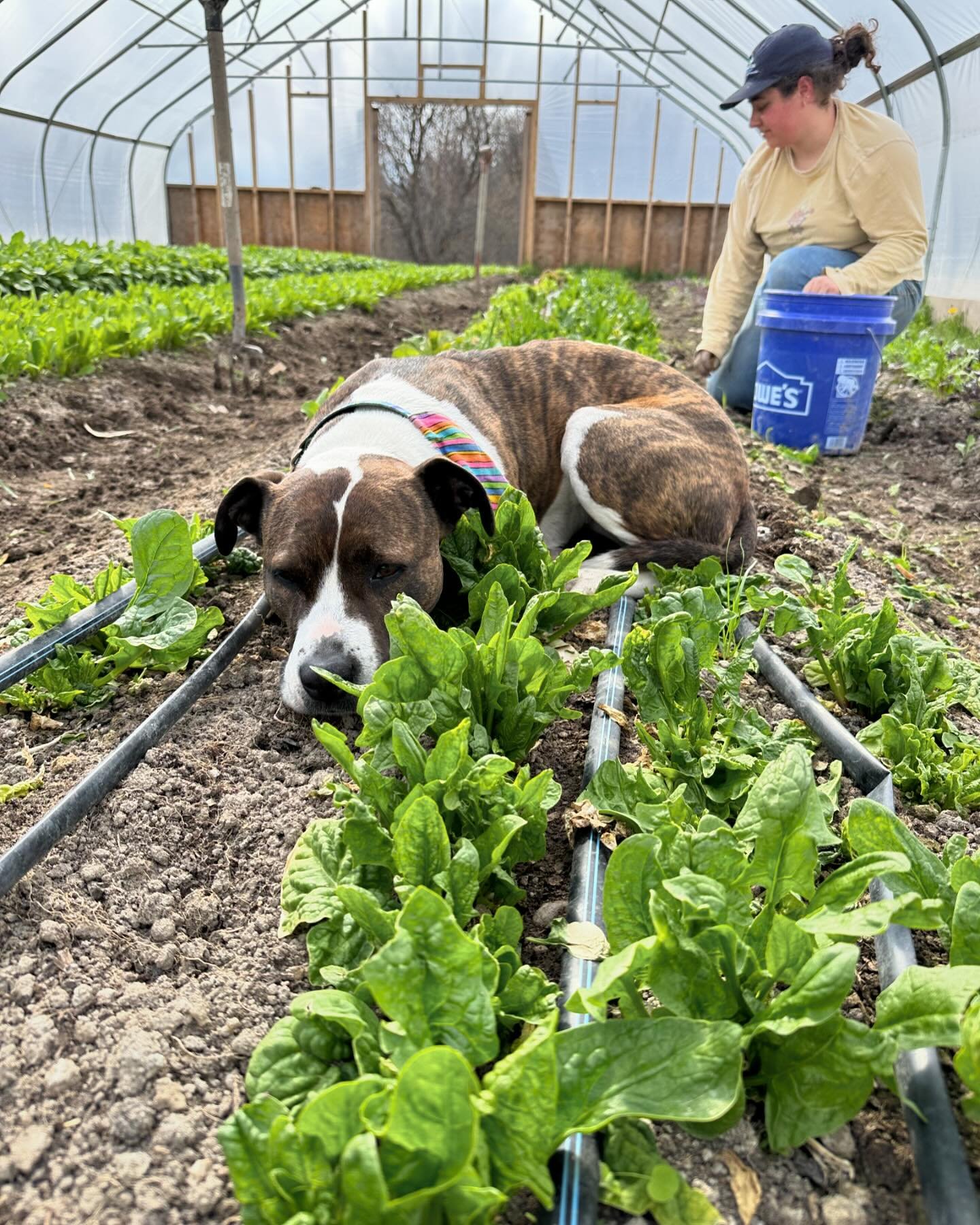 Don&rsquo;t let the end of our winter Spinach get you down, our first cut of Arugula and Spicy Mix is here! 

Swing through the #farmstand from 10-4 today to grab a variety of greens and herbs for your Saturday shenanigans 😉 #420
🐾 #funfact Marley 