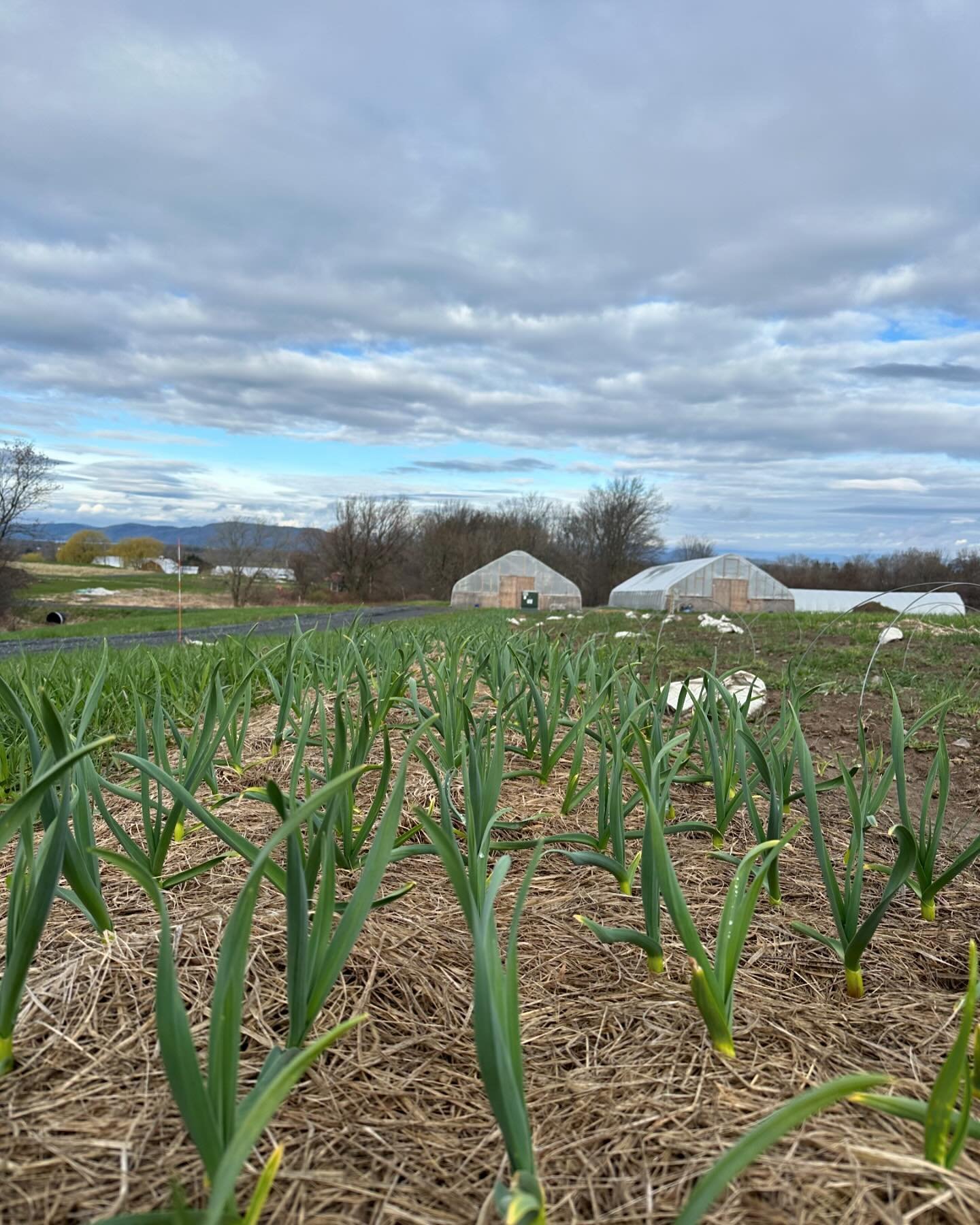 Hey there 🫵 friendly reminder to slow it down today, what&rsquo;s the rush?! At this rate, we might be harvesting garlic in July 🤯🧄