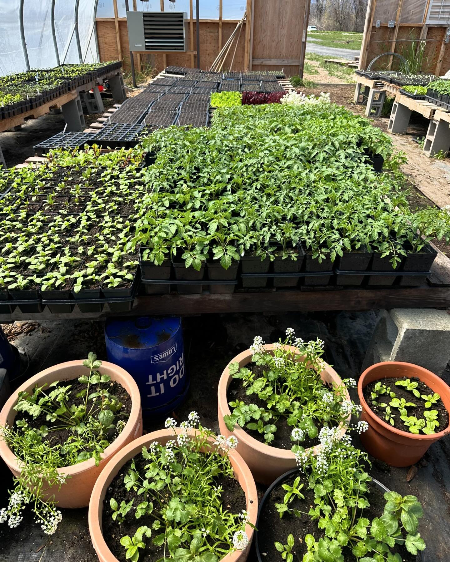 This year marks our 4th Annual Plant Sale 🎉
Cold hearty violas, snap peas, kale and sweet peas will be available at our pop-up on Saturday from 10-4. Many more warm weather crops on the way 👆