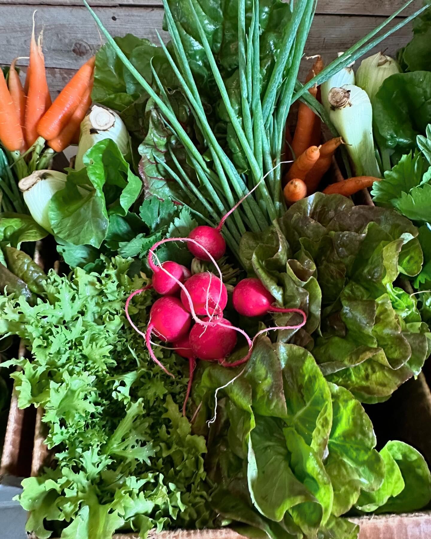 Let&rsquo;s get #summer started already, shall we?! 
Kicking off 14 weeks of our Summer CSA today and this might just be the best first box ever&hellip;

Not a member? No sweat. Find all this in more in our farm stand OPEN today 12-6 🍓🫛