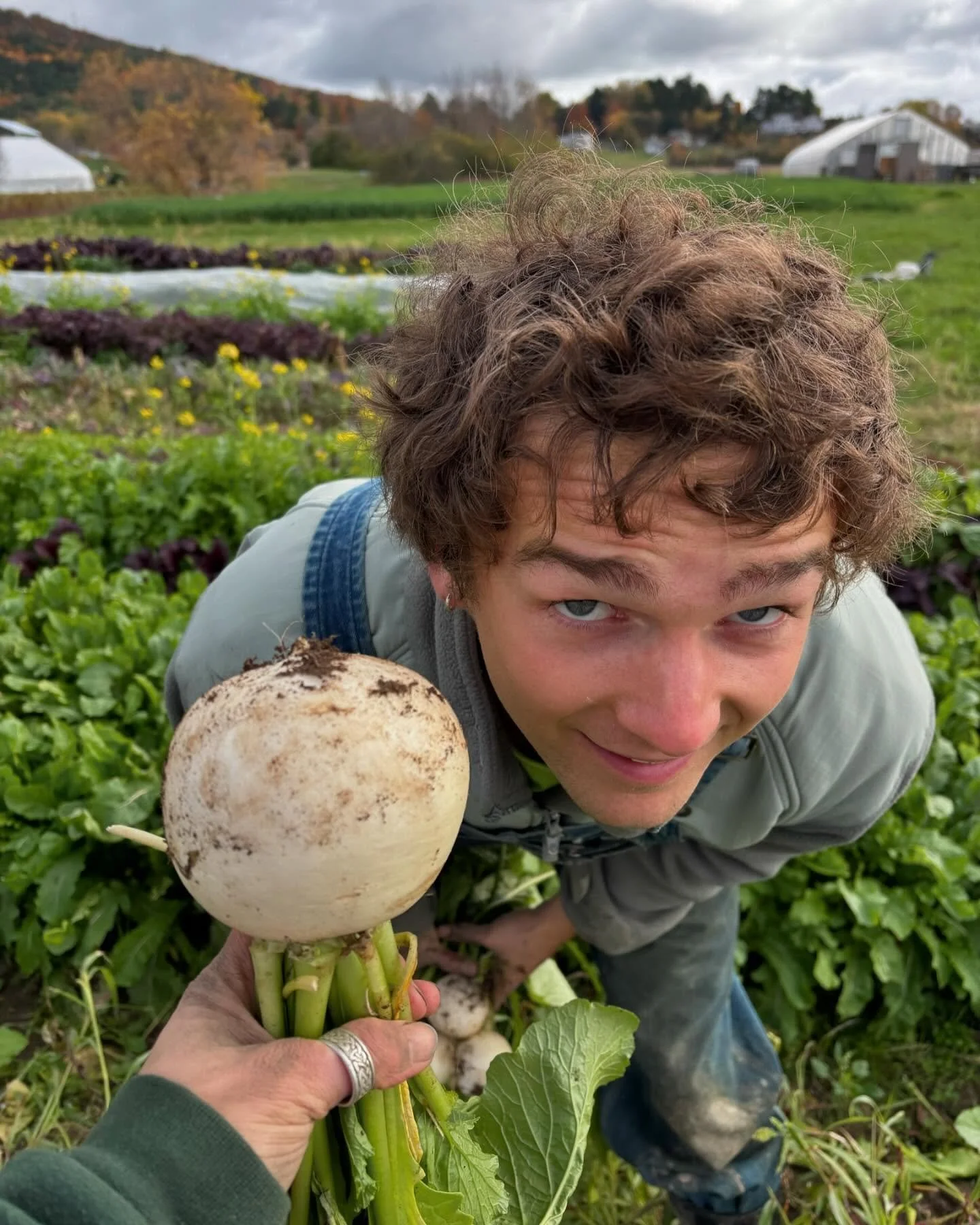 Turnips the size of your skull heading into storage ☠️

Find these and a variety of #spooky vegetables in the farm stand like conjoined carrots, warty pumpkins and vampire repellent garlic 😉

OPEN 12-6 👻