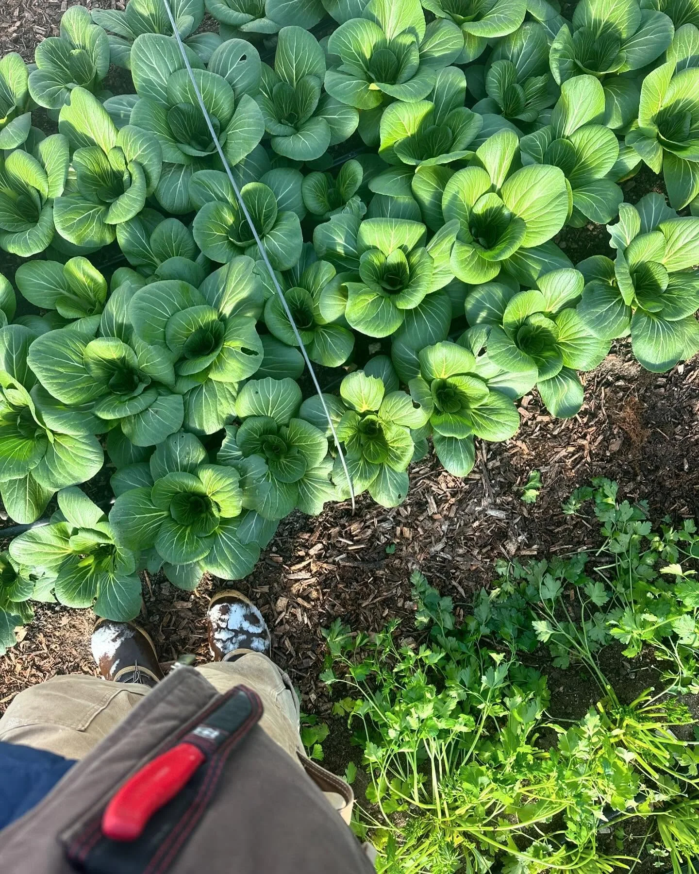 There will be warm and sunny days ahead. There will be warm and sunny days ahead&hellip;#mantra 

Farming in the winter is fun she said 😜