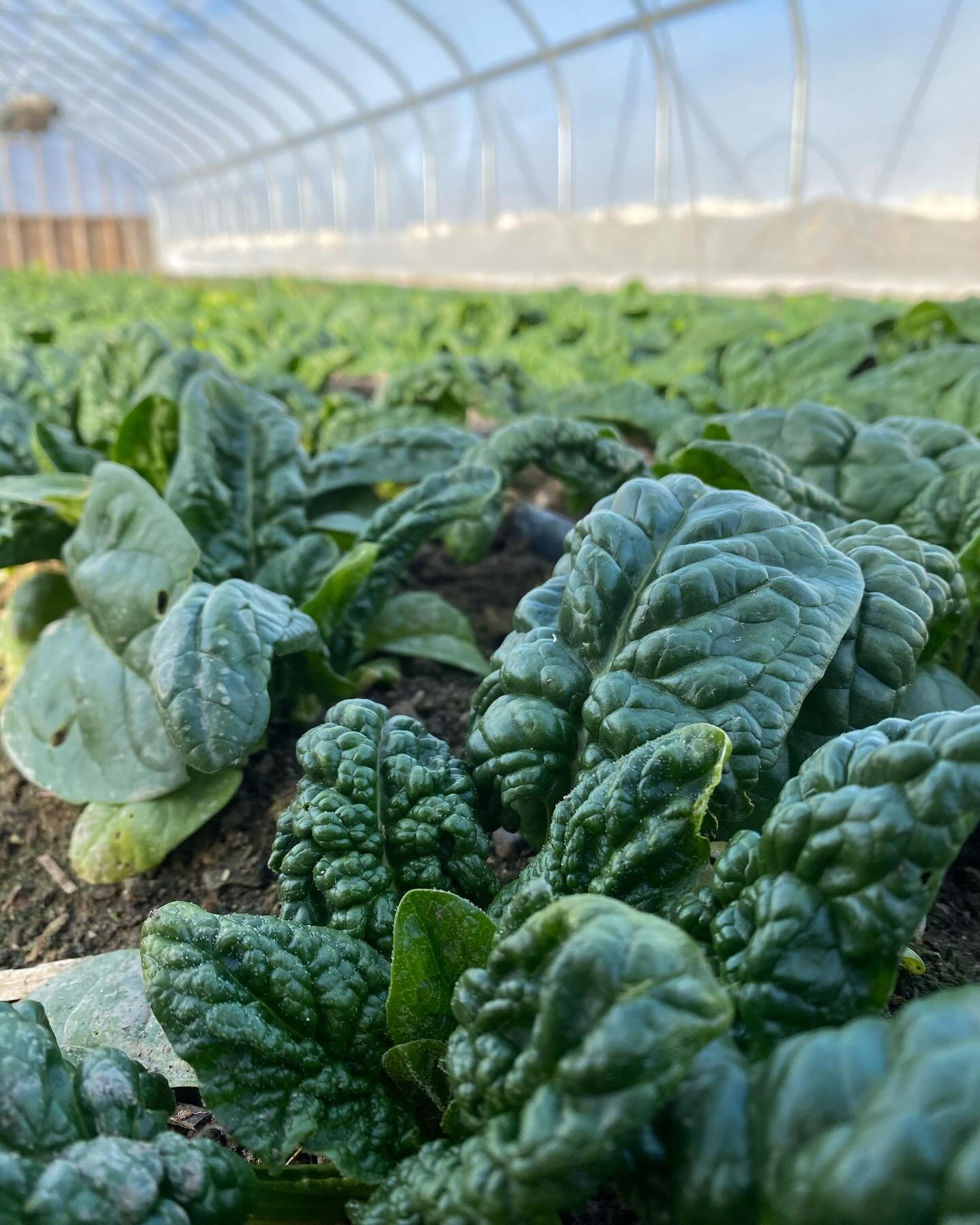 The warm weather this week was just what we needed to fill the cooler back up ‼️ While our lettuces didn&rsquo;t make it to the #newyear like we were hoping, we were surprised to see the #rainbow chard still hanging on 💪

Find our goods in the red s