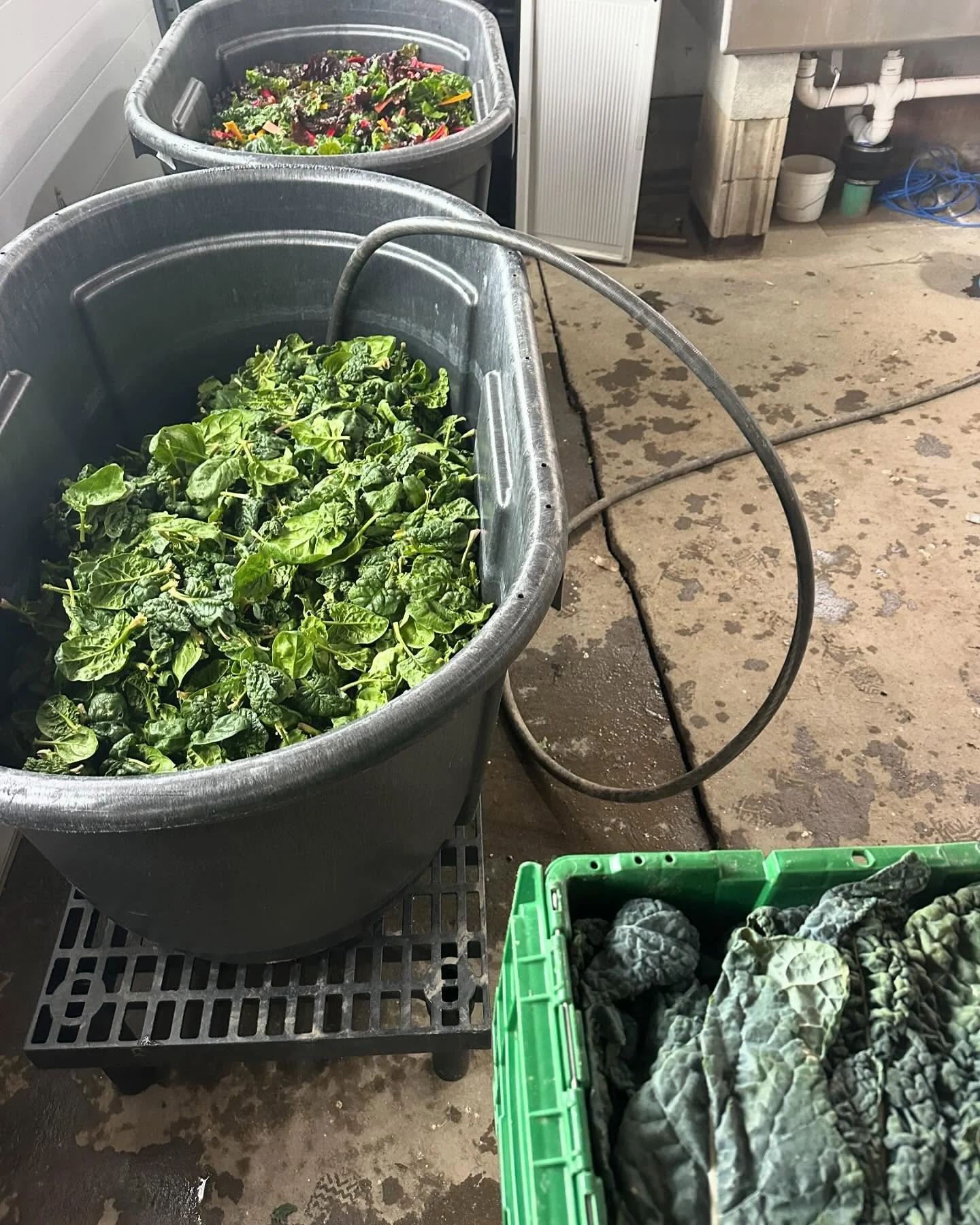 Scenes from @bfmvermont market prep! It&rsquo;s hard to say what the future will hold with the #freezing forecast, but I can say for certain that HOF will be at our winter market on Saturday 1/24 from 10-1 @burlingtonbeer ❤️
#shouldistayorshouldigo 
