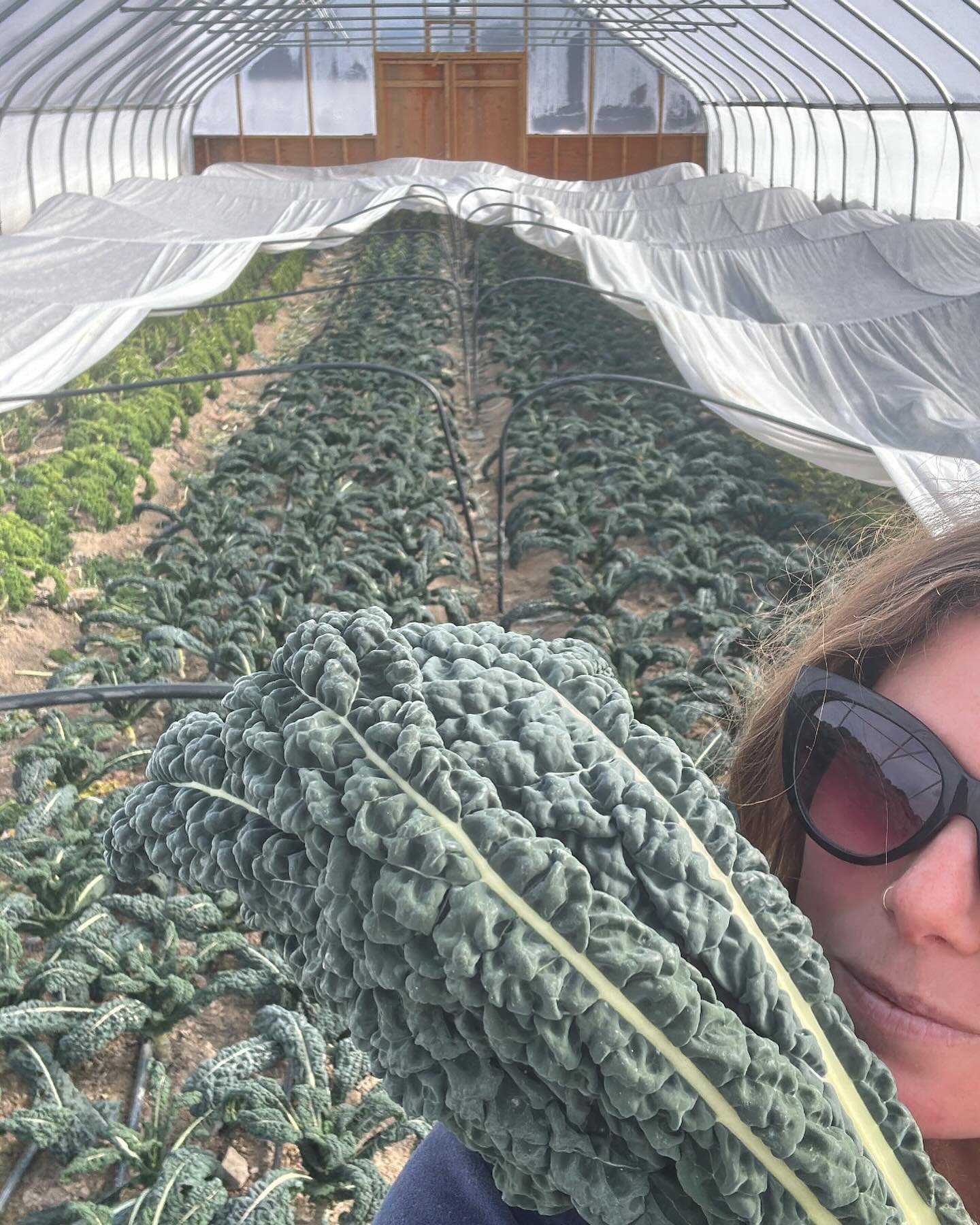 The sun has been good to us this week! Kale has been restocked in the shed 😘