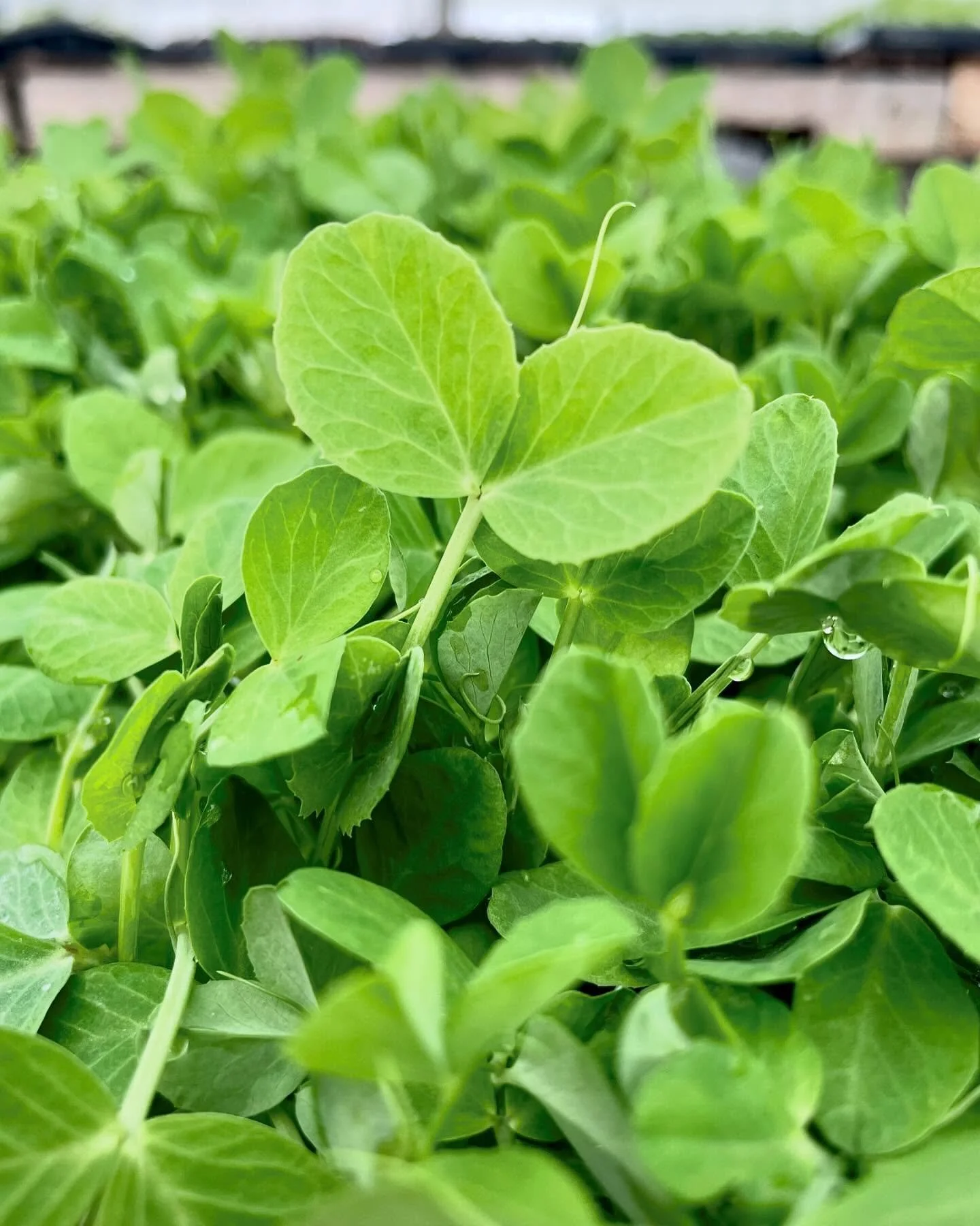 Spring is in the air the week and Pea Shoots and pesto season are back! Gearing up for another @bfmvermont on Saturday with plenty of green veg to get us through the rest of winter. See you there?!

Can&rsquo;t make it? Find our goods in the red shed