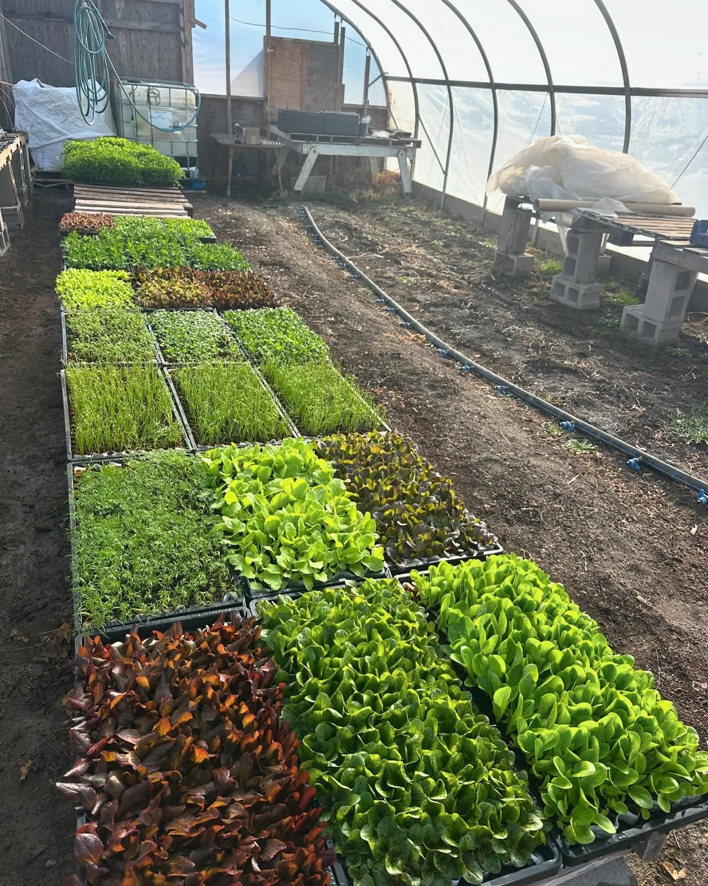 Spring CSA starts in just 3 weeks!! Link in bio 👆

#eatingmyvegetablesfeelingincredible 🌞