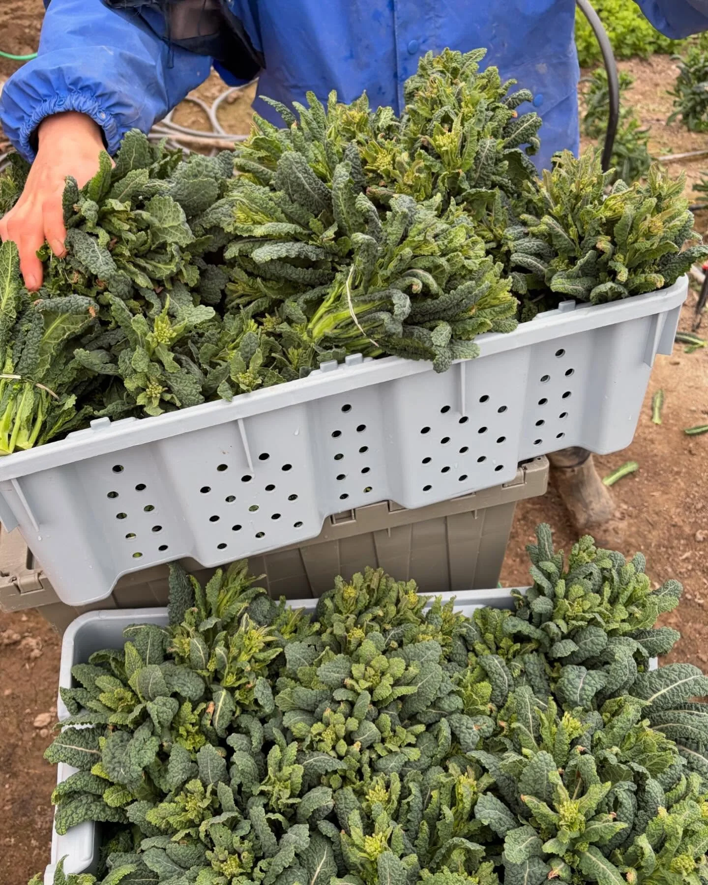 We know we just saw you @bfmvermont last week, but we&rsquo;ll be back tomorrow #backtoback with one of our favorite spring veggies, kale-ini / kale raab ‼️ This special crop is the byproduct of overwintering kale, which is only possible in Vermont t