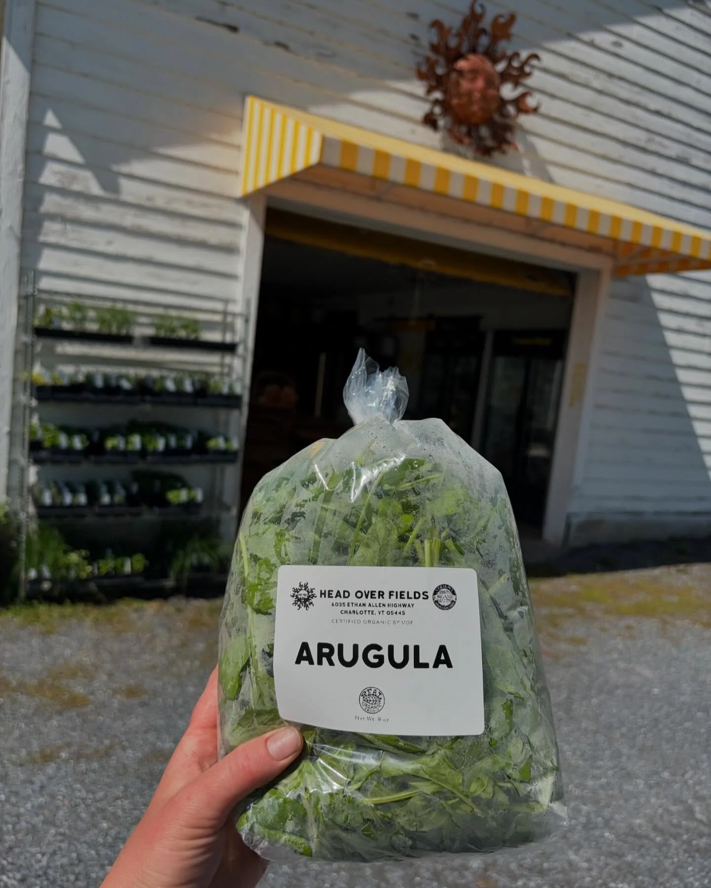 If you know me, you know my favorite green is #arugula and jeez Louise it has just been no where to be found on the farm this Spring until now. 
Not sure how I let that happen. 🤔

So for all those that have been asking, she has finally arrived. The 