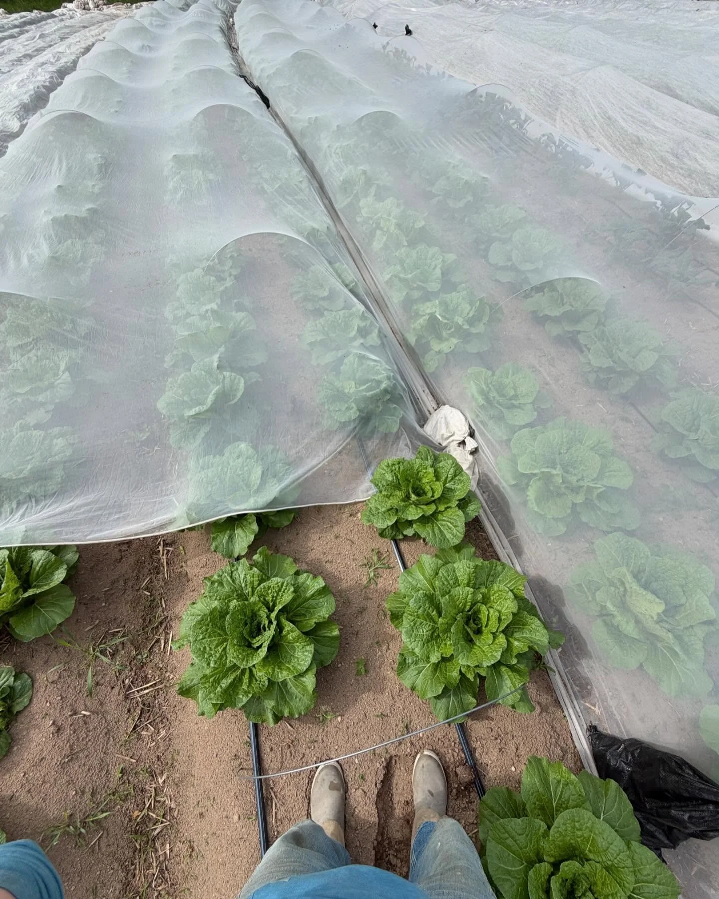 POV: it&rsquo;s the year of the cabbage #vogue #iykyk