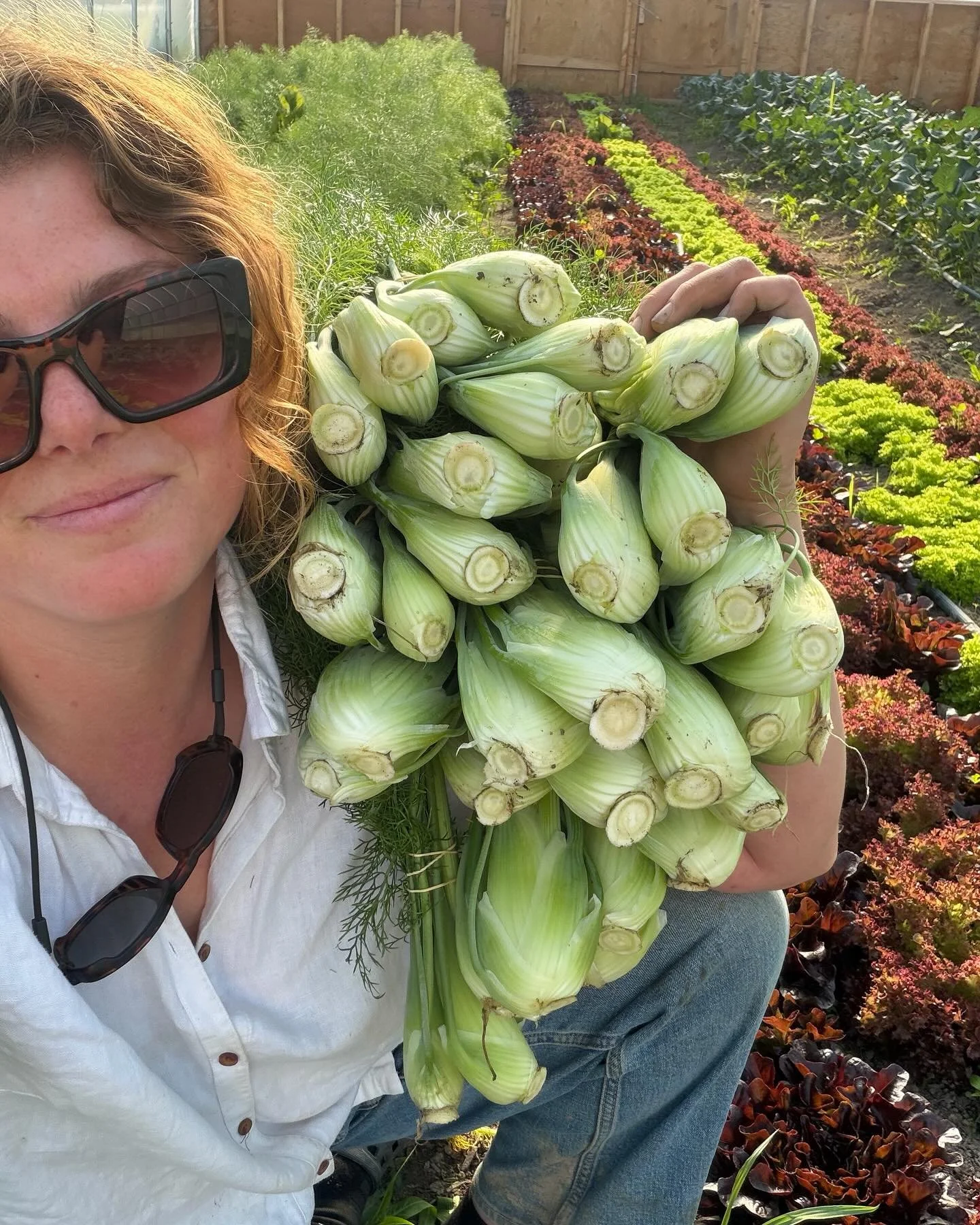 Find the last of our Spring tunnel #fennel today @shelburnefarmersmarket 👩&zwj;🌾 Your farmers are there #rainorshine so get on out there and show them some #love 🫶
.
..
&hellip;
&hellip;
&hellip;.

Field fennel #comingsoon ✨
#fennelhallelujah