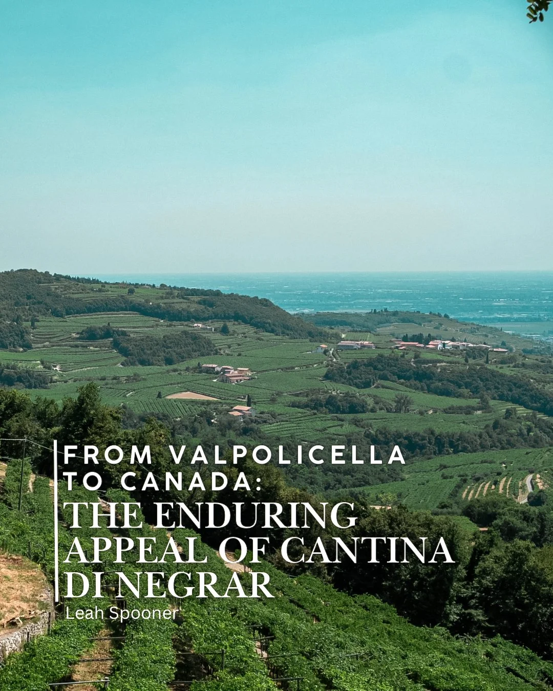 From Valpolicella to Canada: The Enduring Appeal of Cantina di Negrar