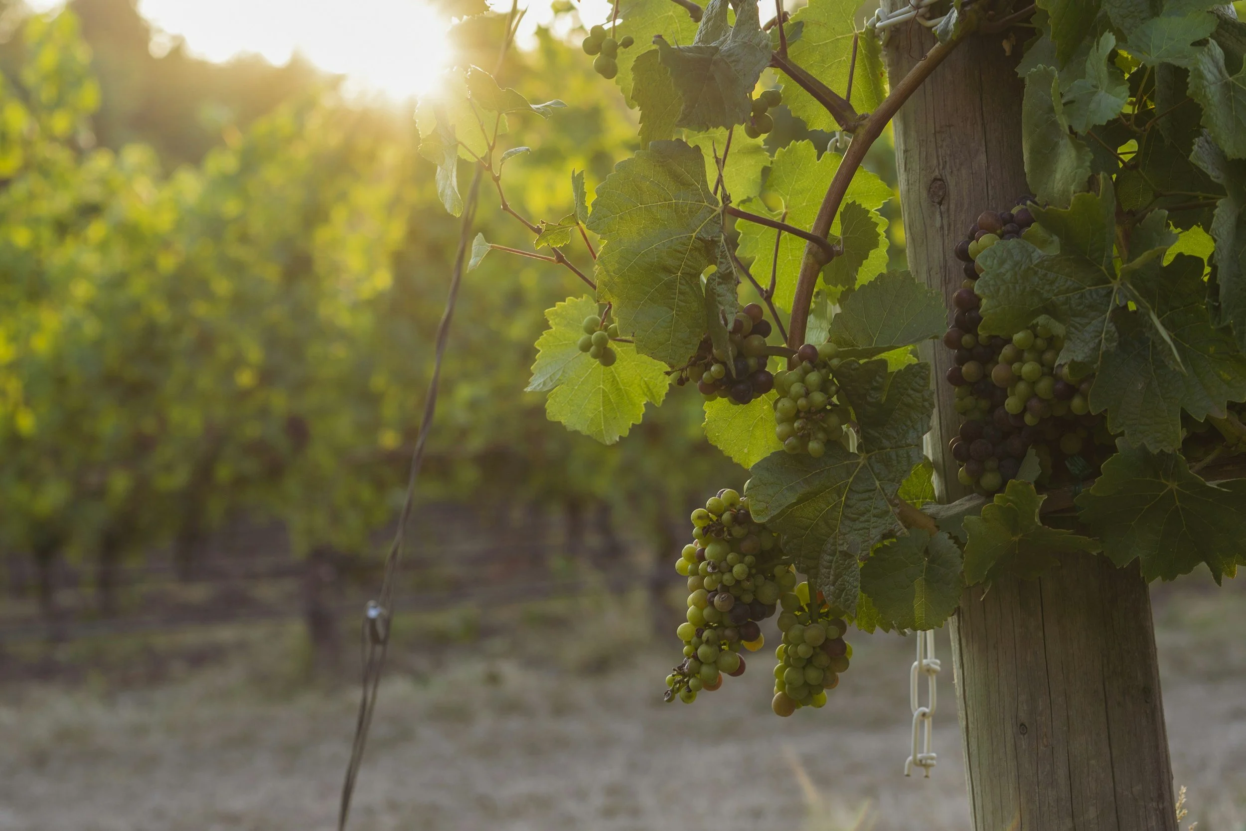 white grapes in a vineyard