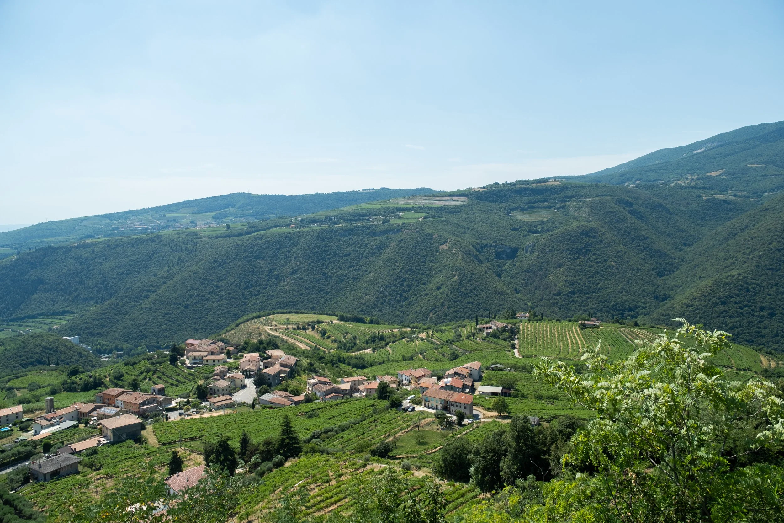 Cantina di Negrar vineyards
