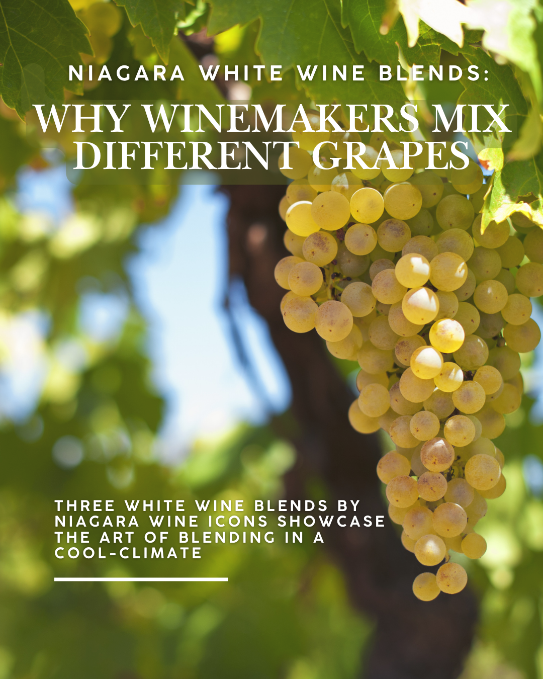 Niagara White Wine Blends: Why Winemakers Mix Different Grapes