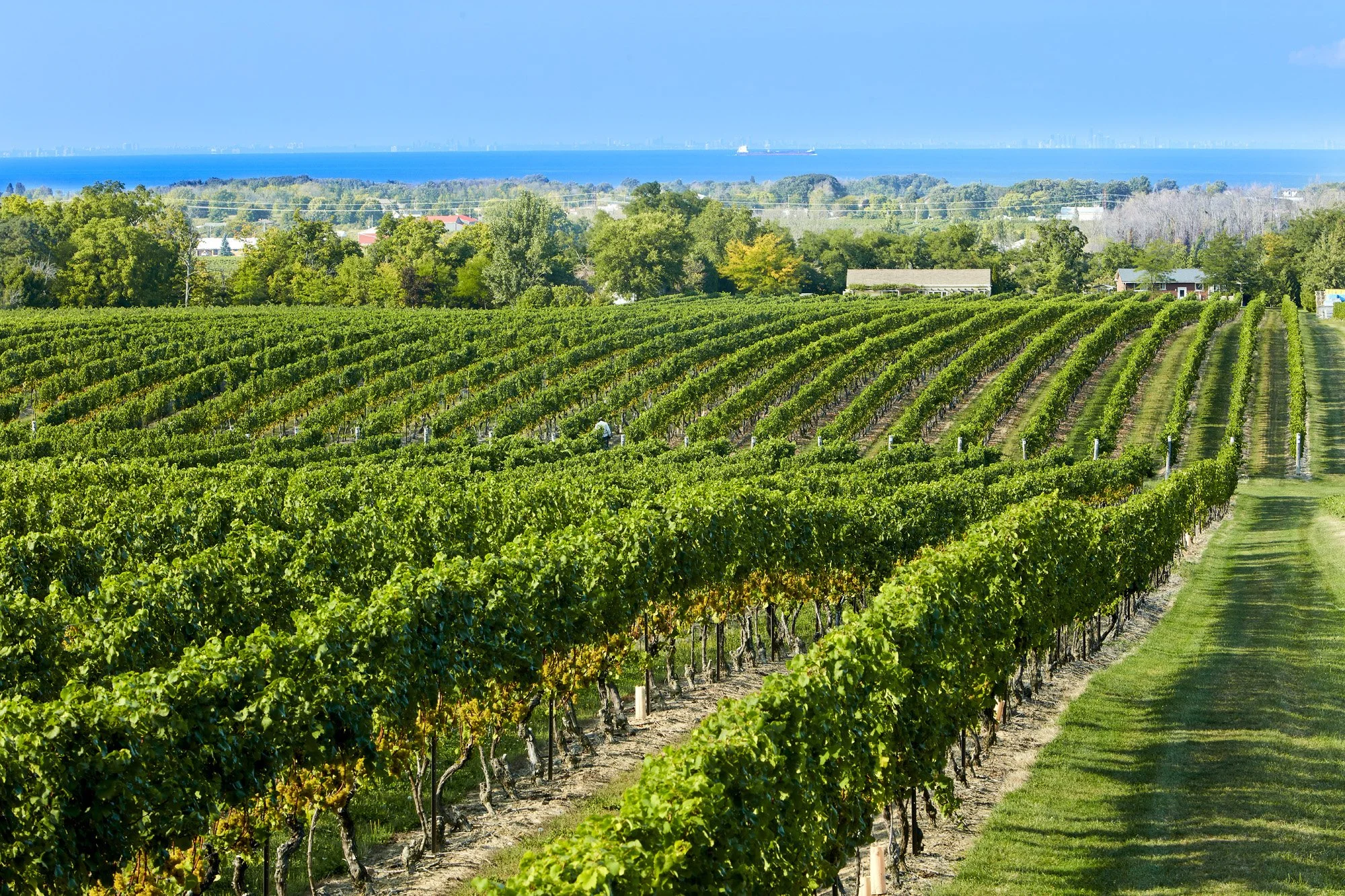 Cave Spring Vineyards Shoemaker Estate