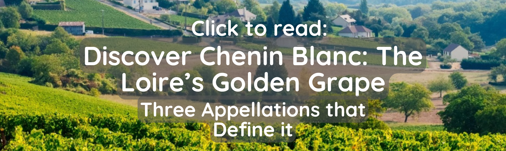 Discover Chenin Blanc: The Loire's Golden Grape Three Appellations that Define it