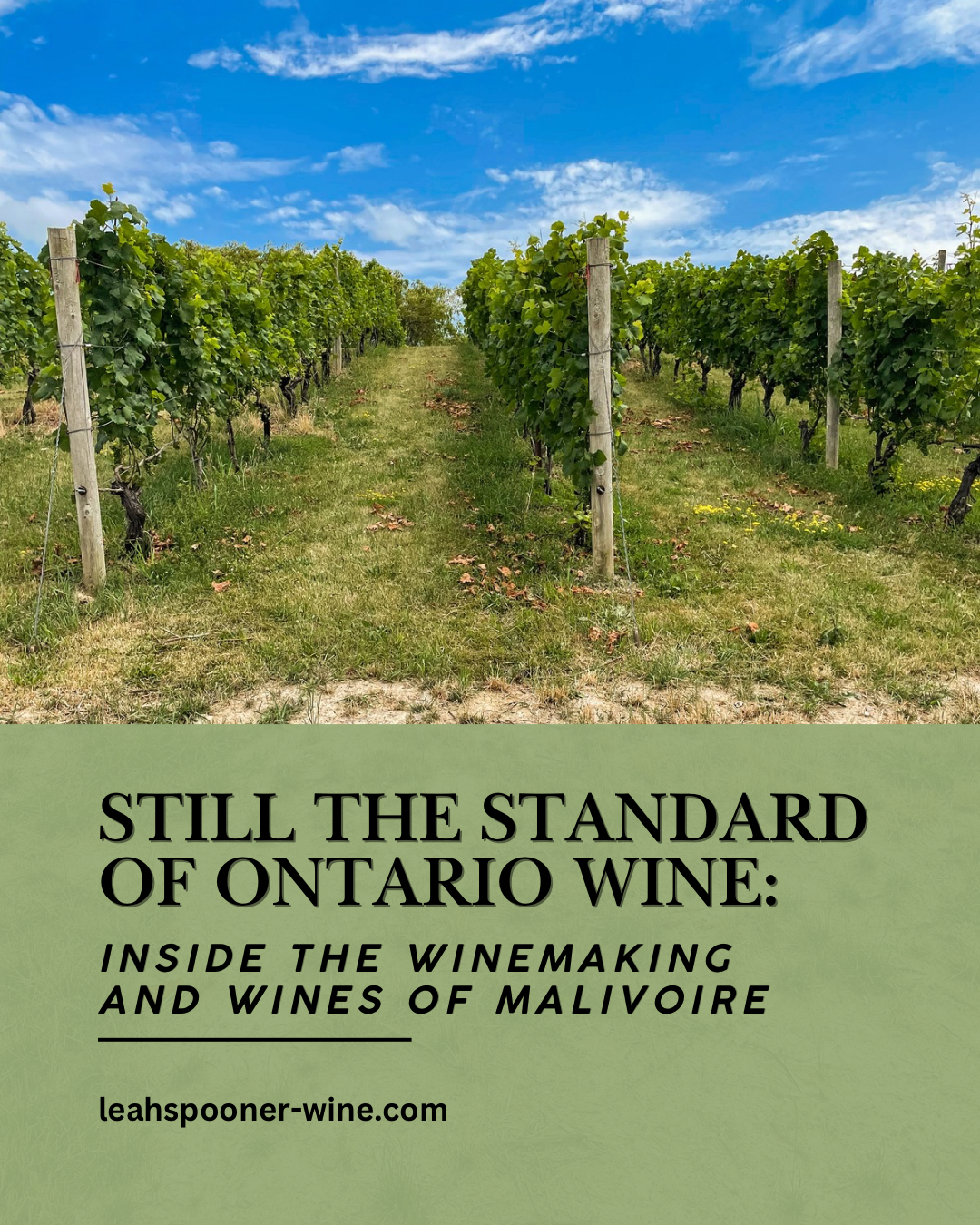 Still the Ontario Standard: Inside the Winemaking and Wines of Malivoire