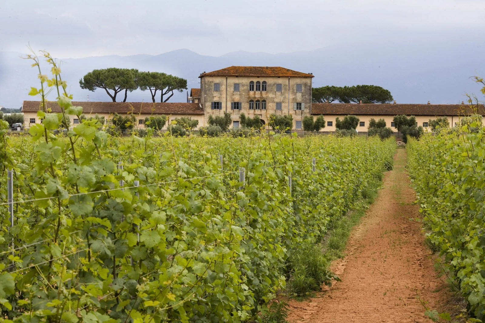 Echoes of Lazio: Casale del Giglio Gives a Modern Take on Ancient Grapes