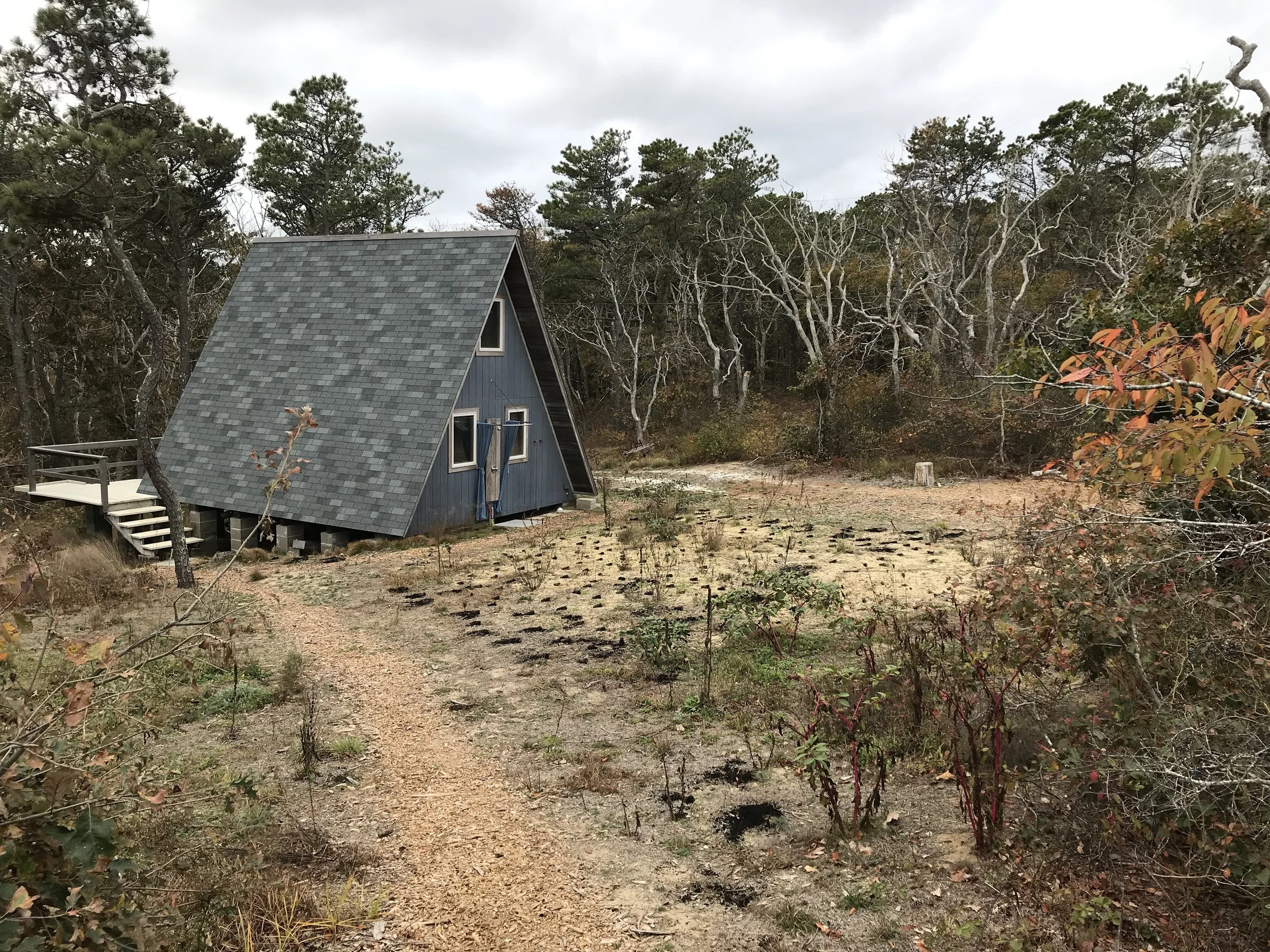 Planting the septic meadow