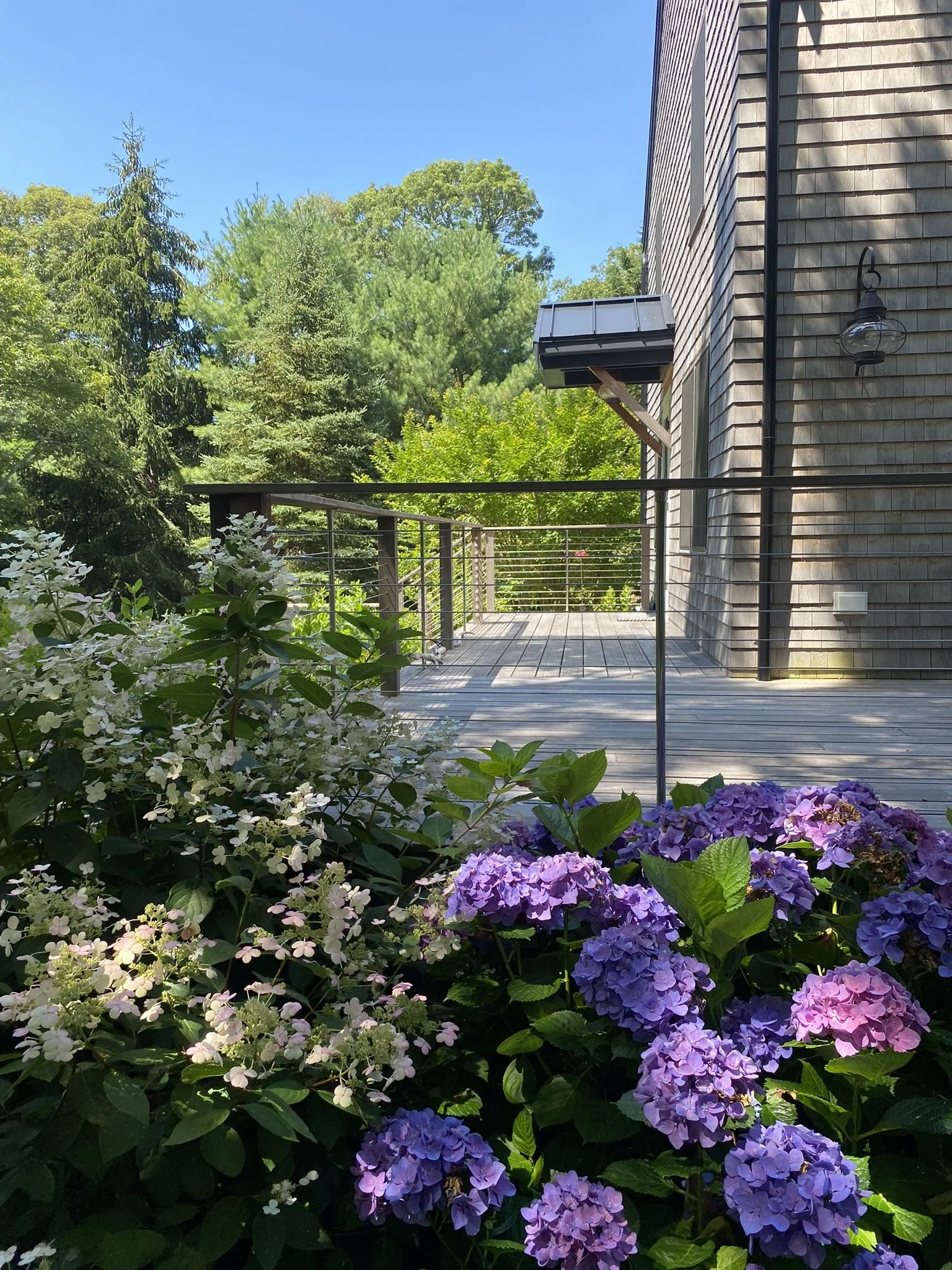 cape hydrangeas 1.JPEG