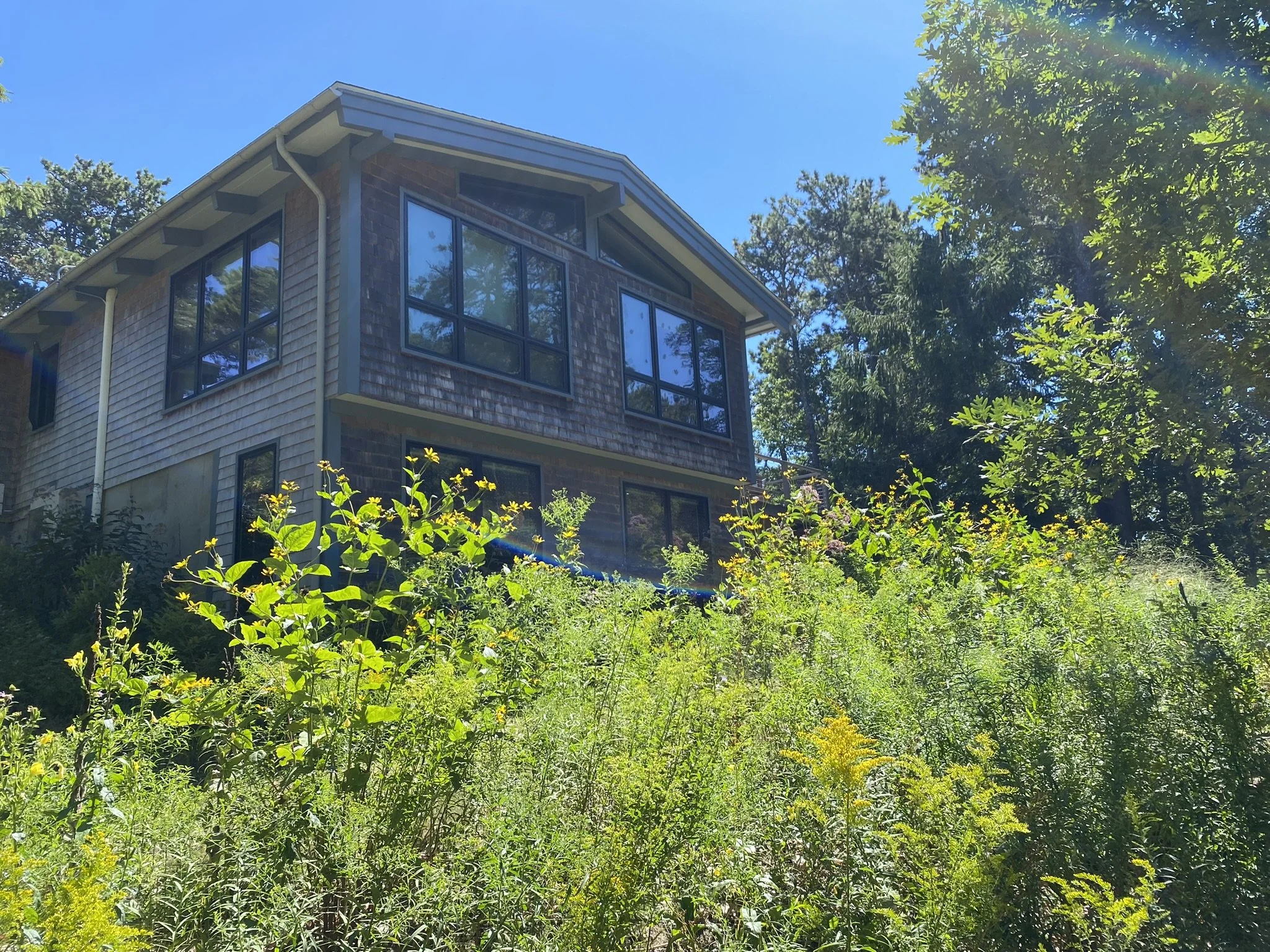 wellfleet meadow 2.JPEG