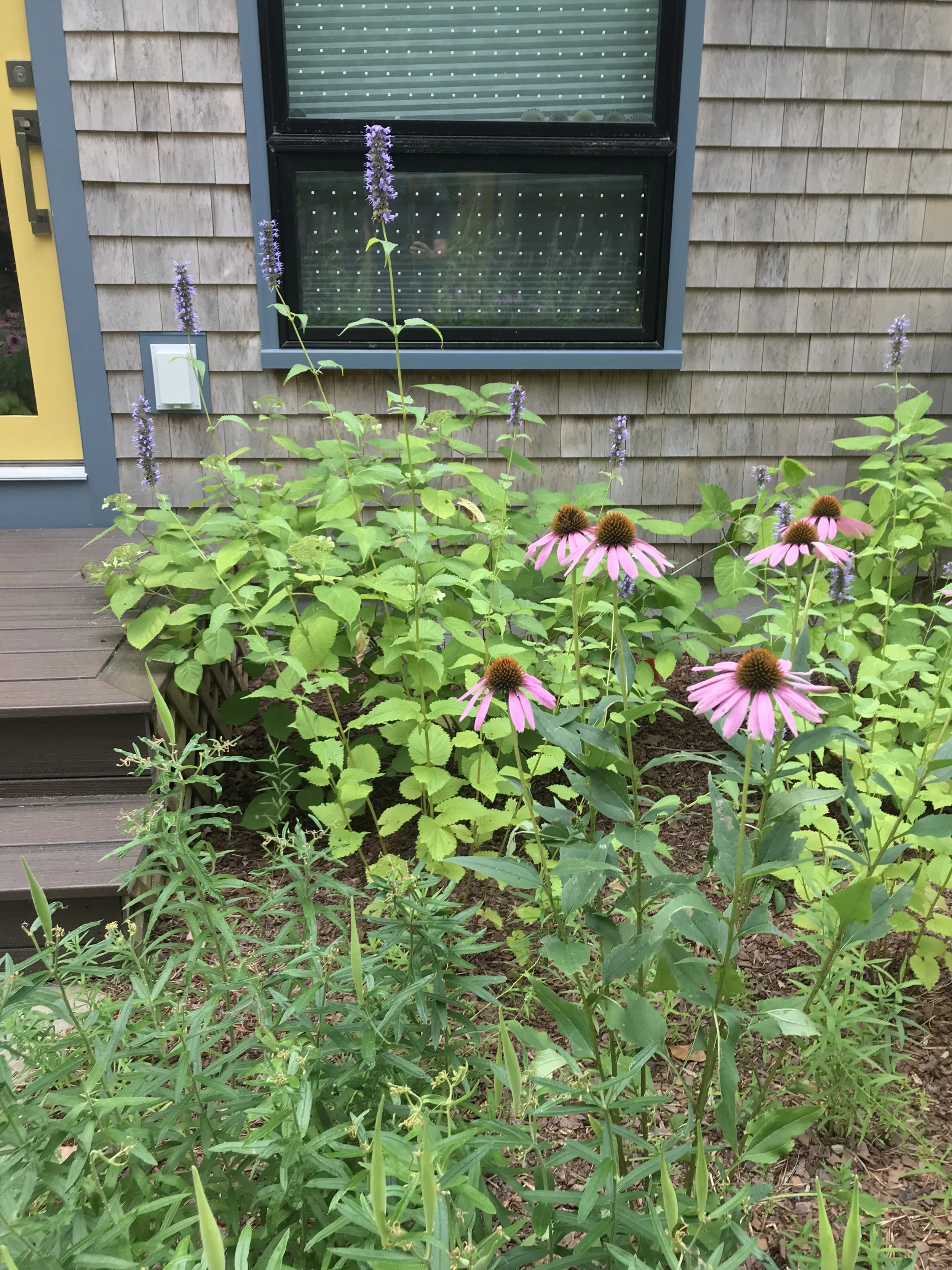 flowery front steps.JPG