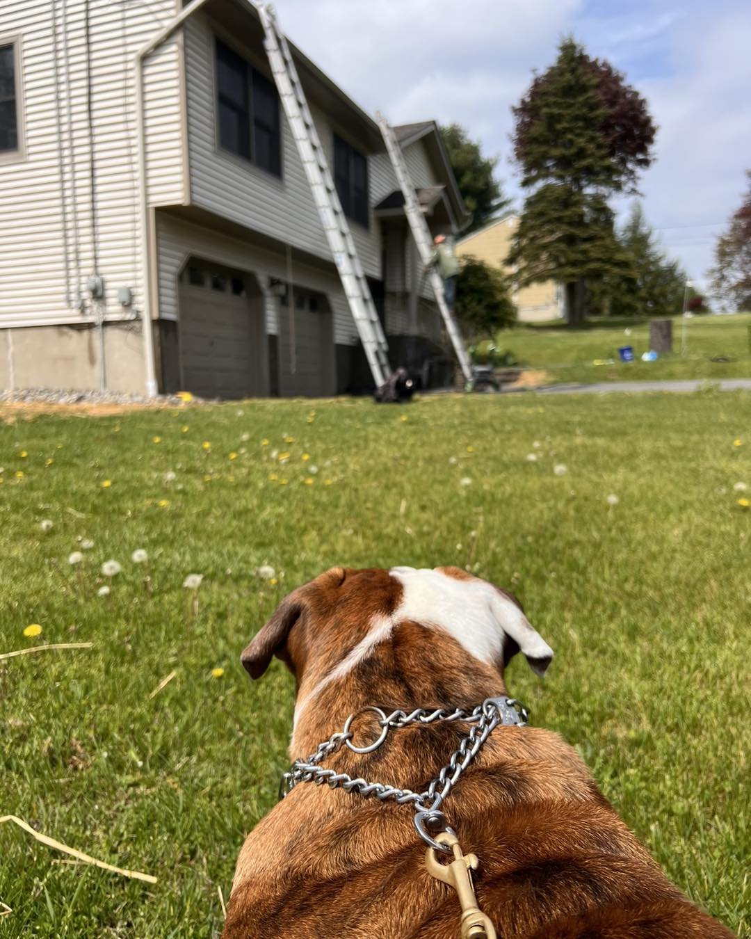 Looks like we've got a new supervisor on the job! 🐶 Meet our adorable 'foreman,' ❤️ Watson Karl, keeping a close eye on the job. Who needs a hard hat when you've got this furry friend to watch over us?

#brotoncontracting #foundedwithpride #distingu