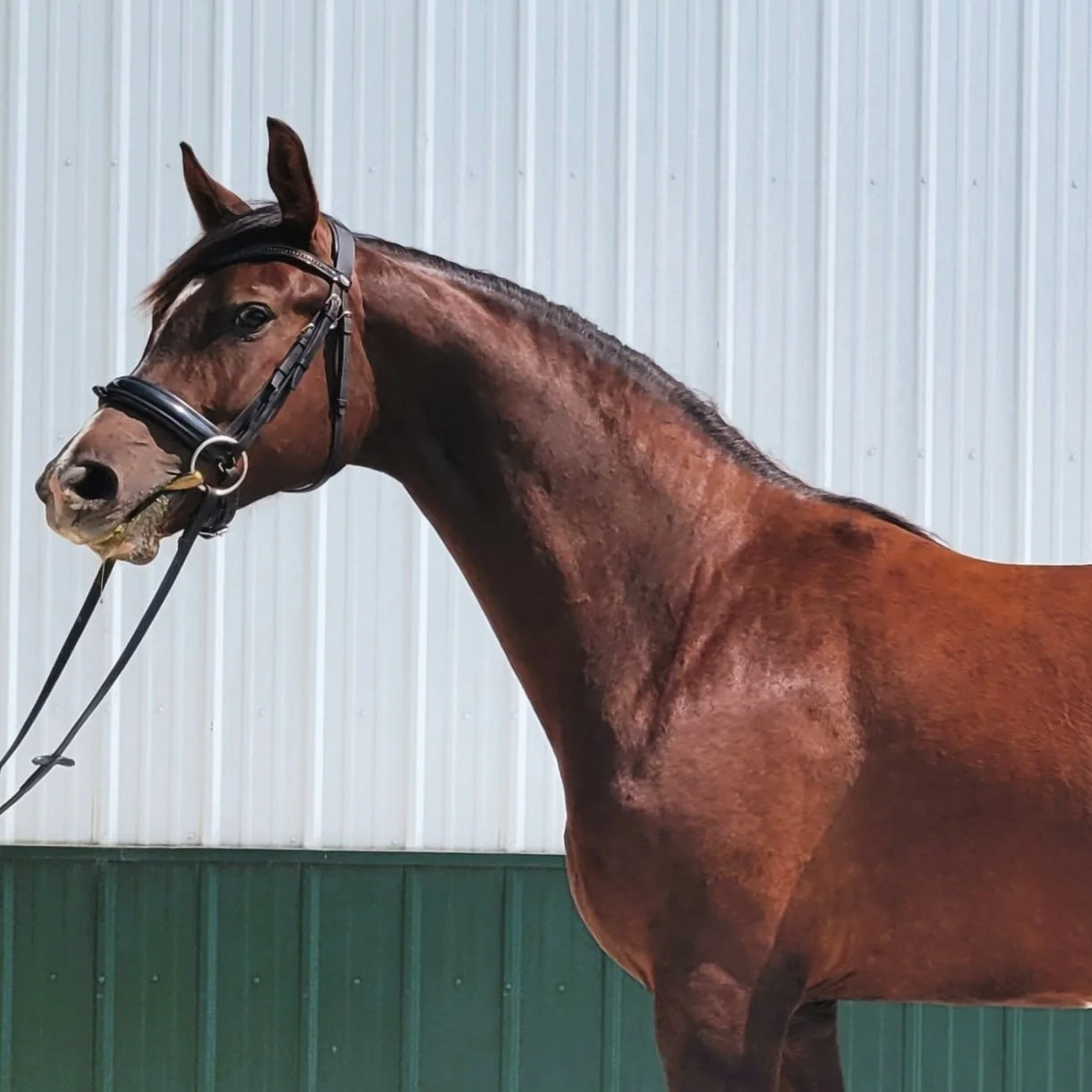 SALE HORSES — EYE CANDY JUMPERS
